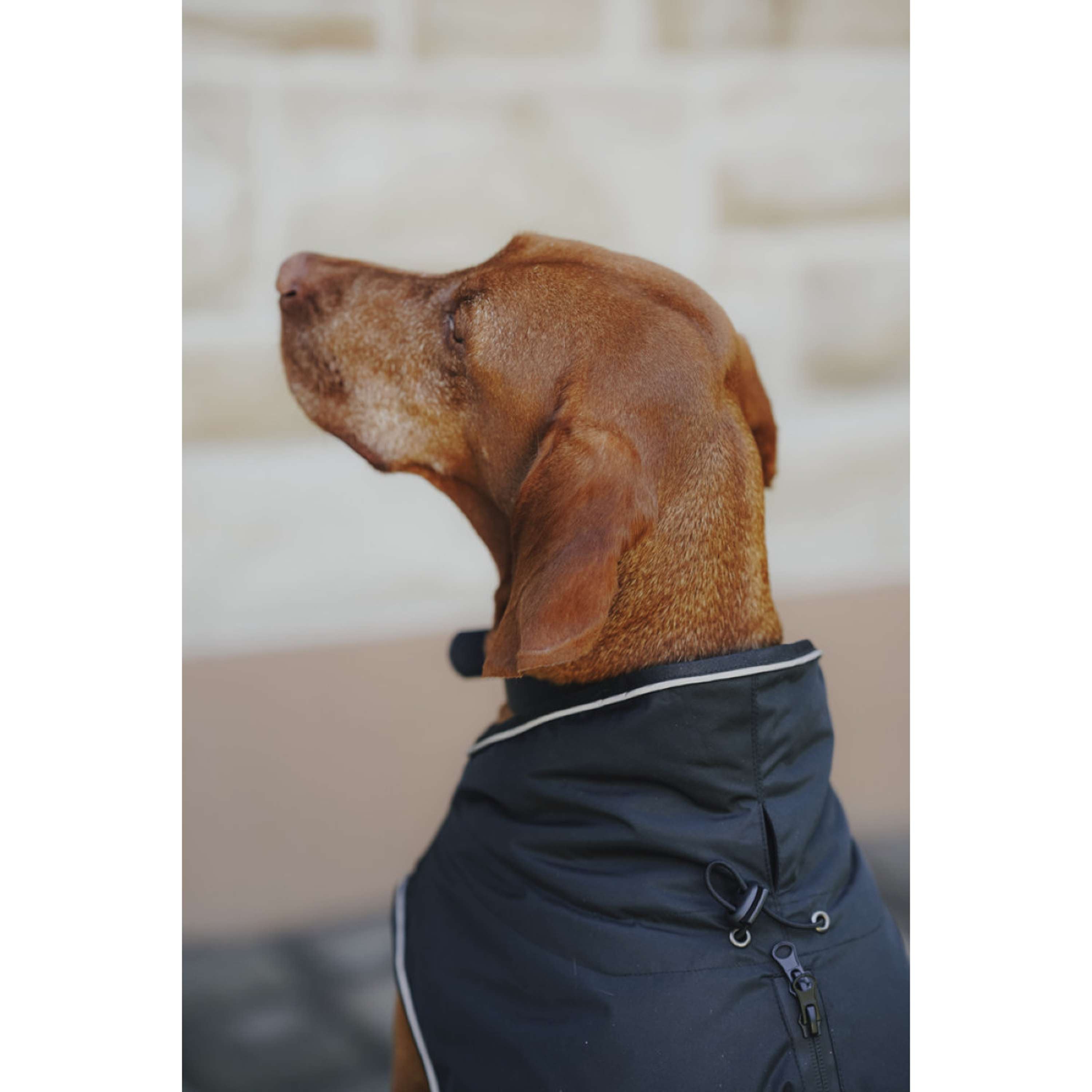 Hunter x Eskadron Abrigo de invierno para perro Vario Negro