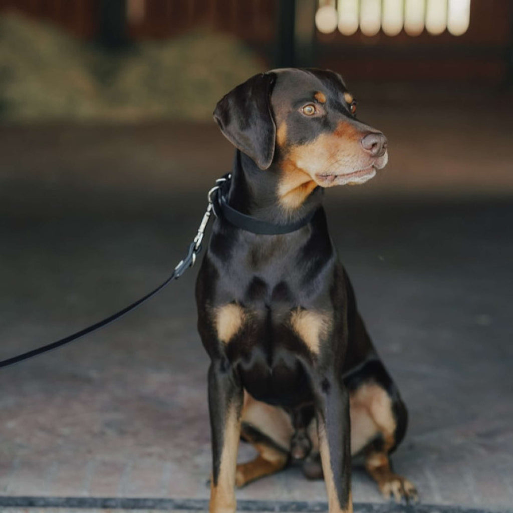 Hunter x Eskadron Collar para Perro Spark Negro