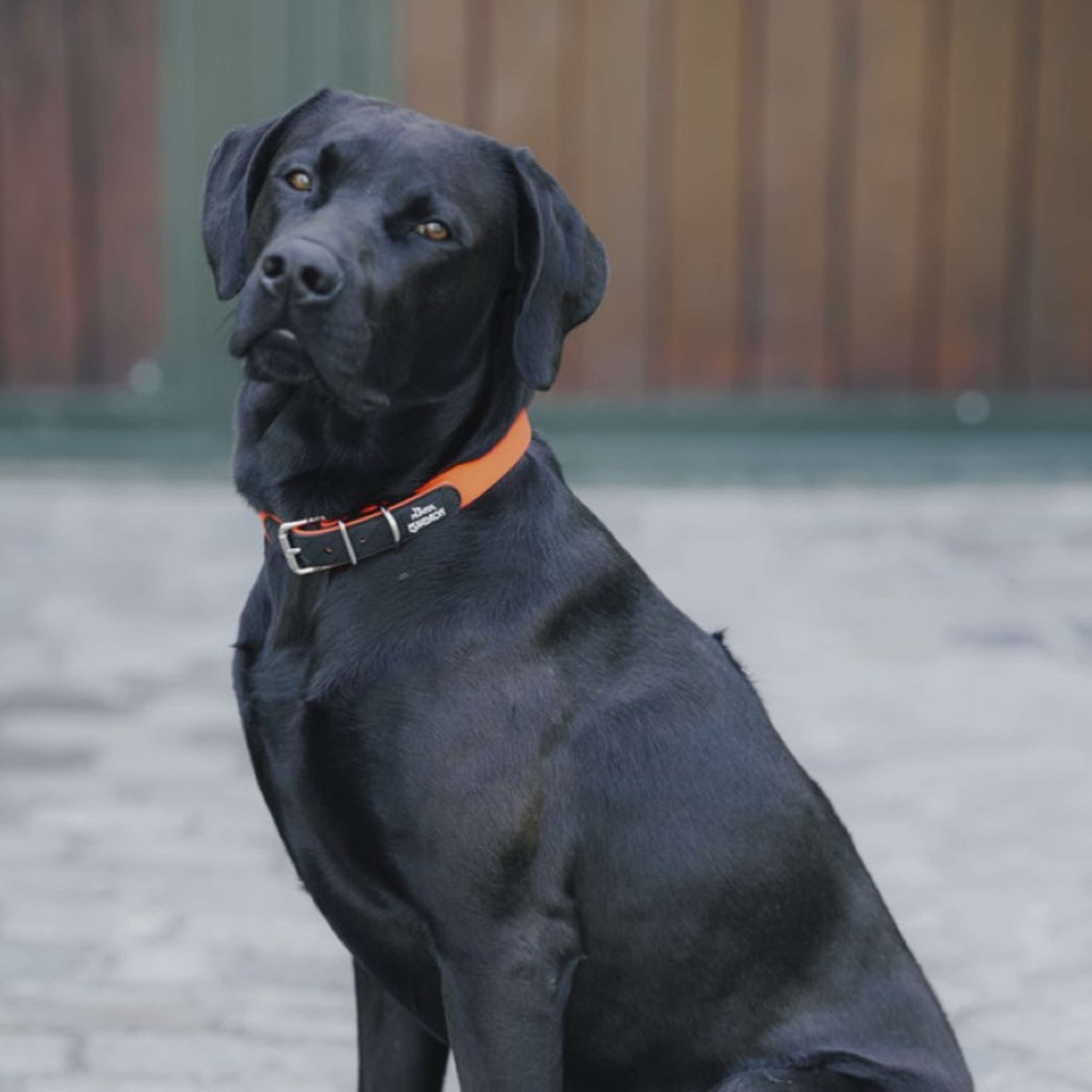 Hunter x Eskadron Collar para Perro Spark Naranja Neon