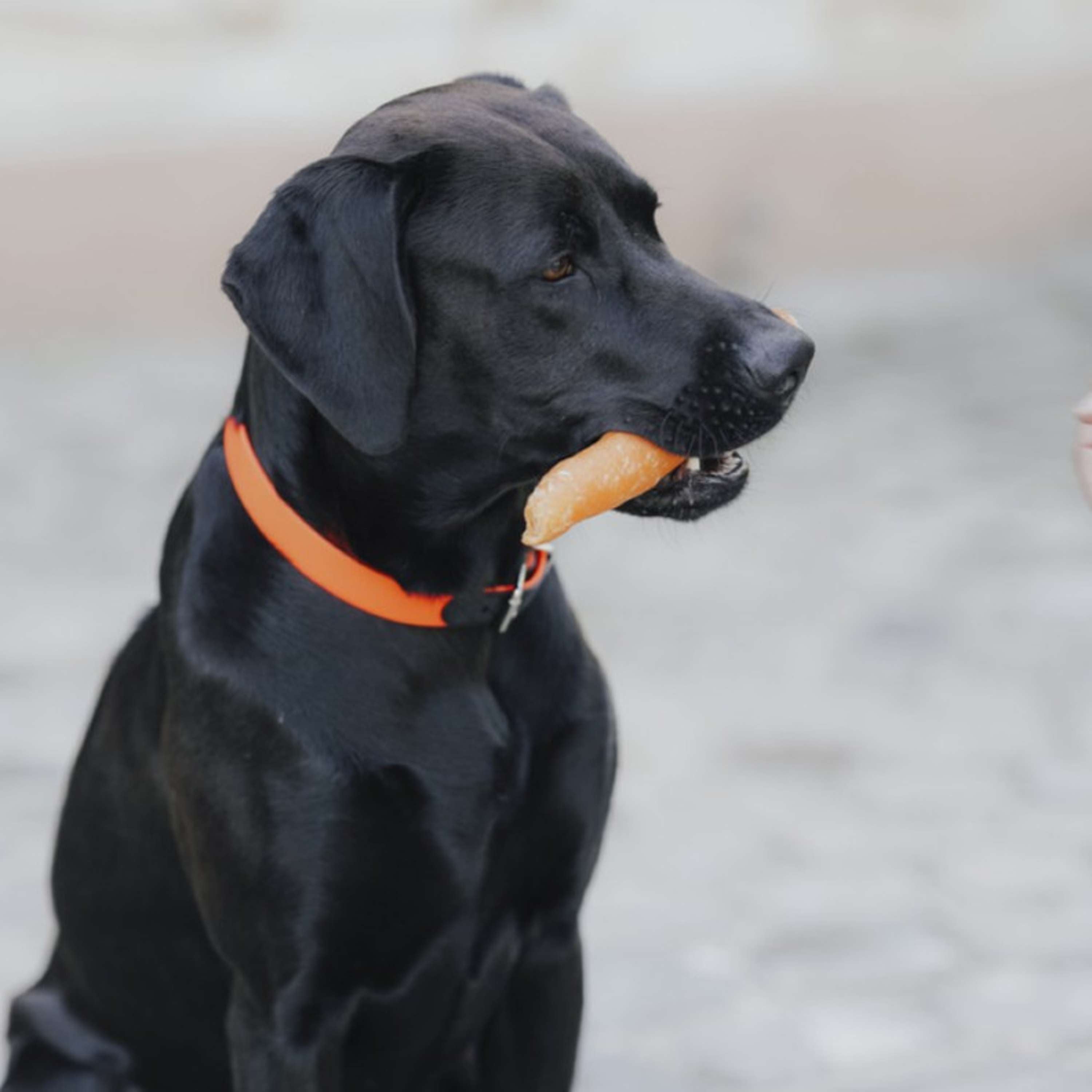 Hunter x Eskadron Collar para Perro Spark Naranja Neon
