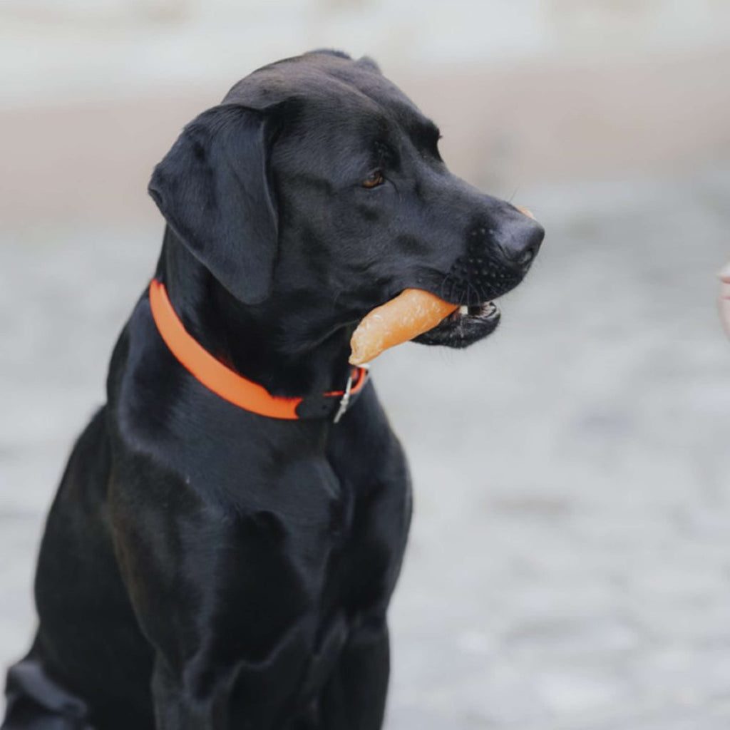 Hunter x Eskadron Collar para Perro Spark Naranja Neon