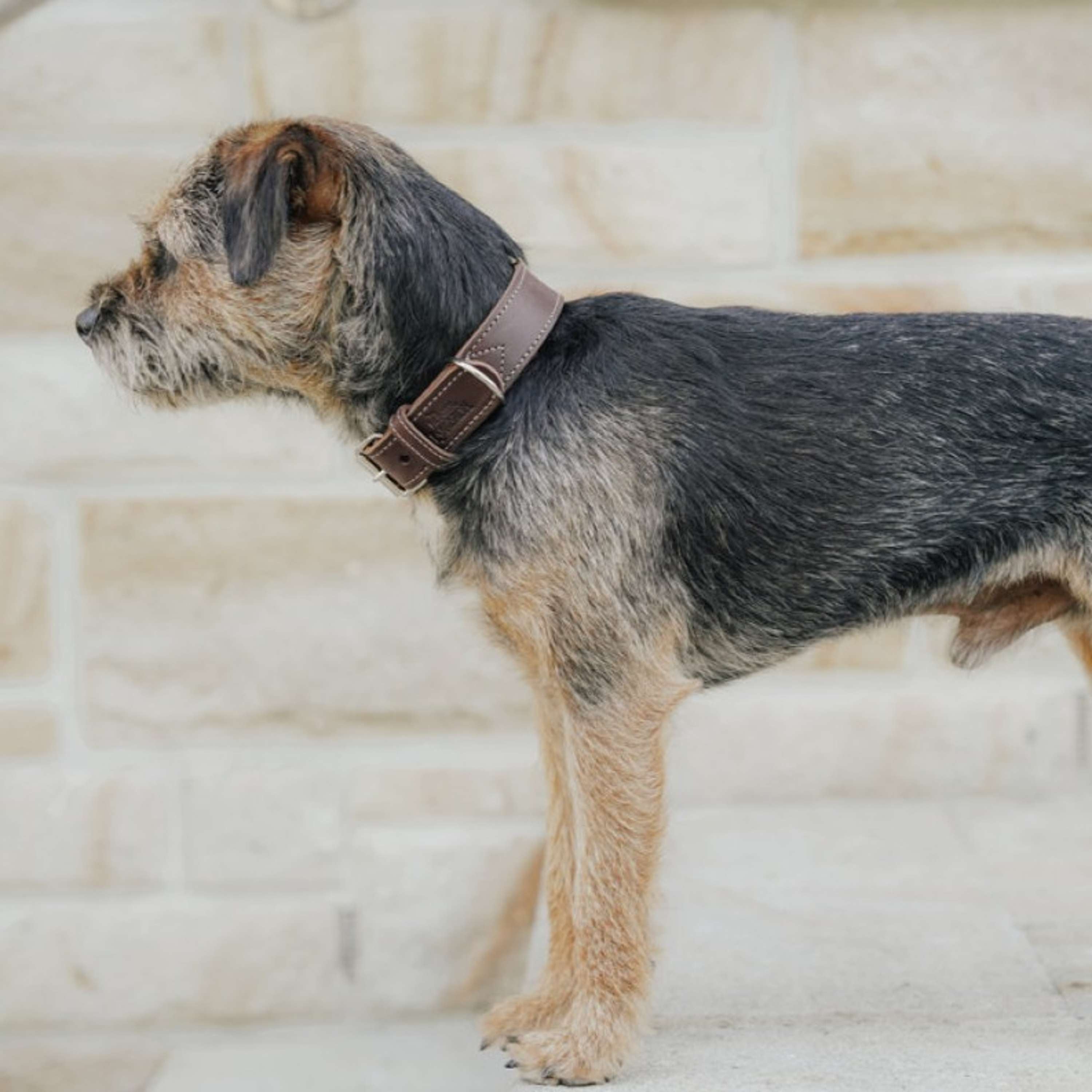 Hunter x Eskadron Collar para Perro Craft Marron Oscuro