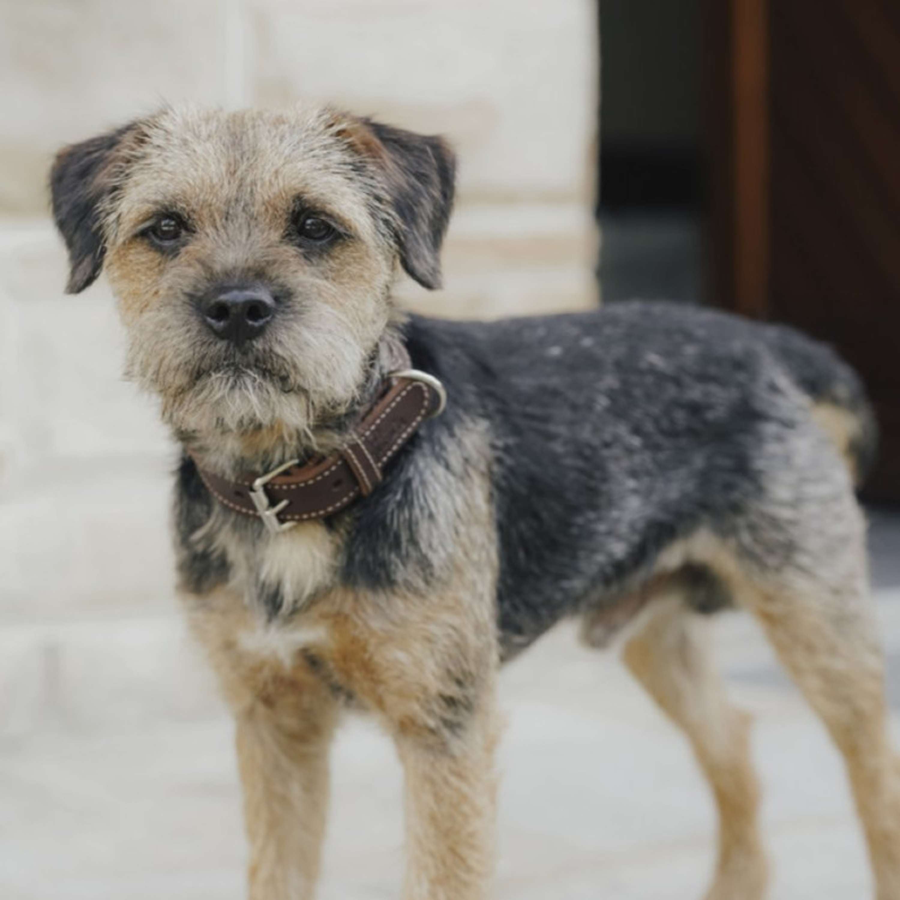 Hunter x Eskadron Collar para Perro Craft Marron Oscuro
