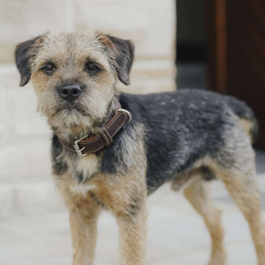 Hunter x Eskadron Collar para Perro Craft Marron Oscuro