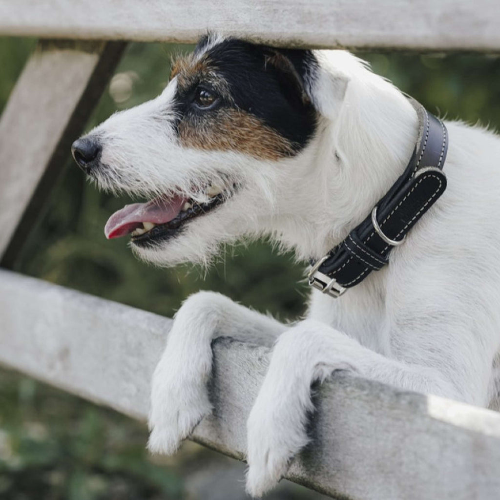 Hunter x Eskadron Collar para Perro Craft Negro