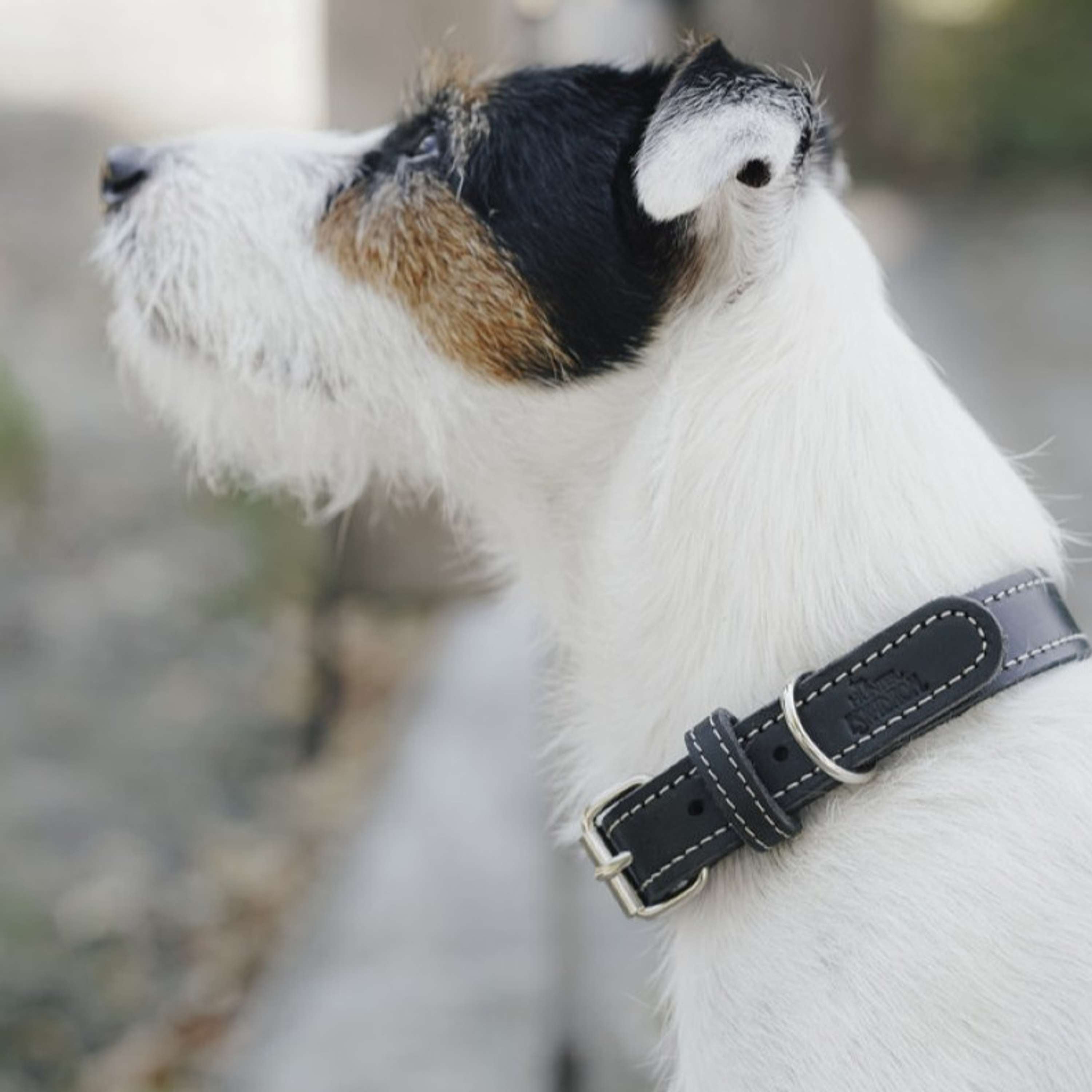 Hunter x Eskadron Collar para Perro Craft Negro