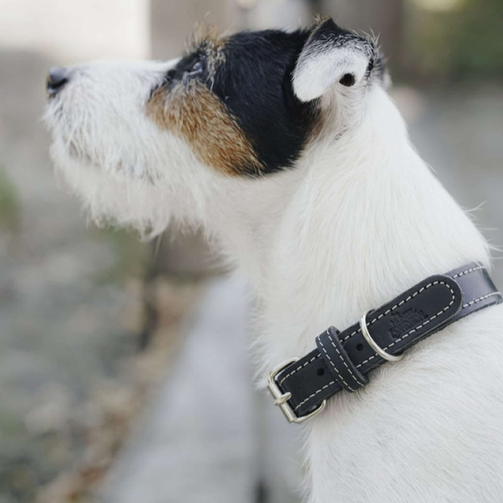 Hunter x Eskadron Collar para Perro Craft Negro