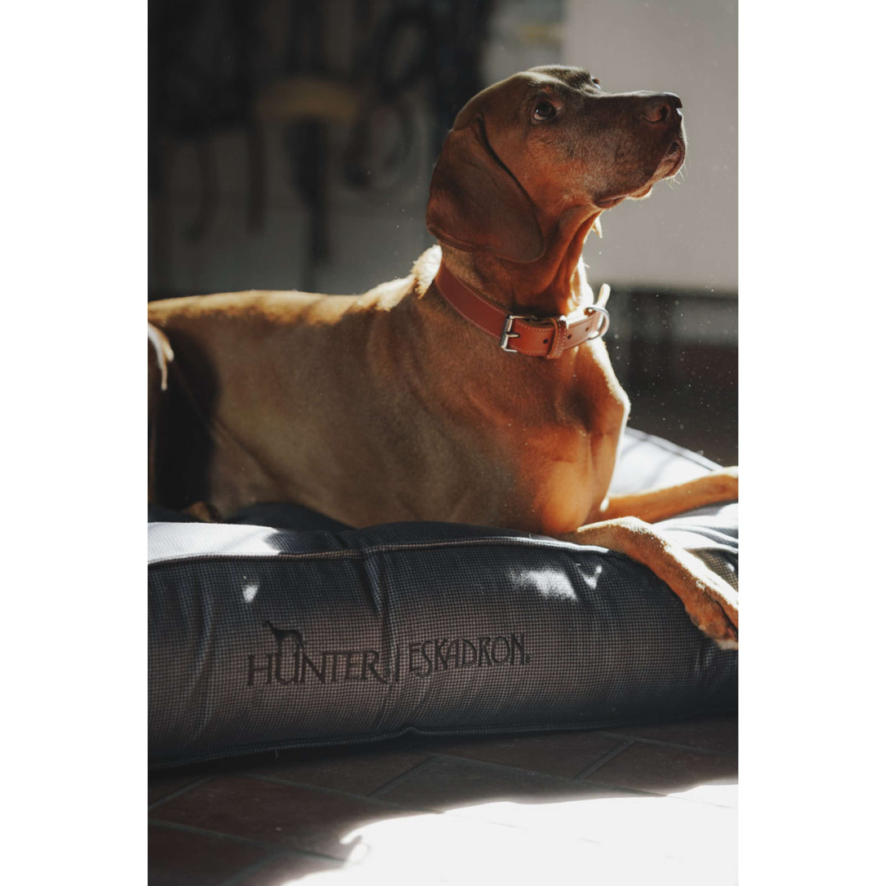 Hunter x Eskadron Collar para Perro Craft Cognac