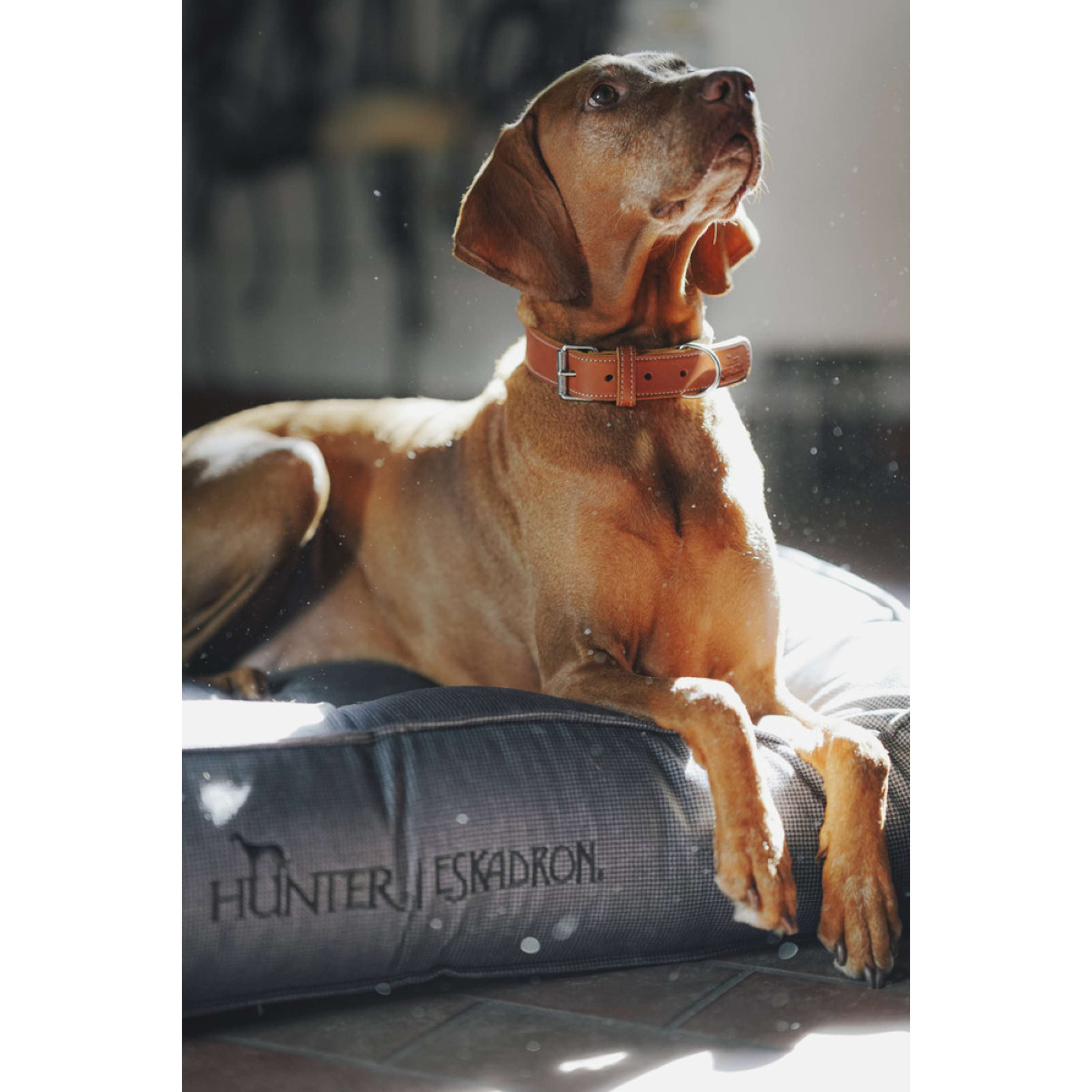 Hunter x Eskadron Cama para Perro Chester Antracita a cuadros