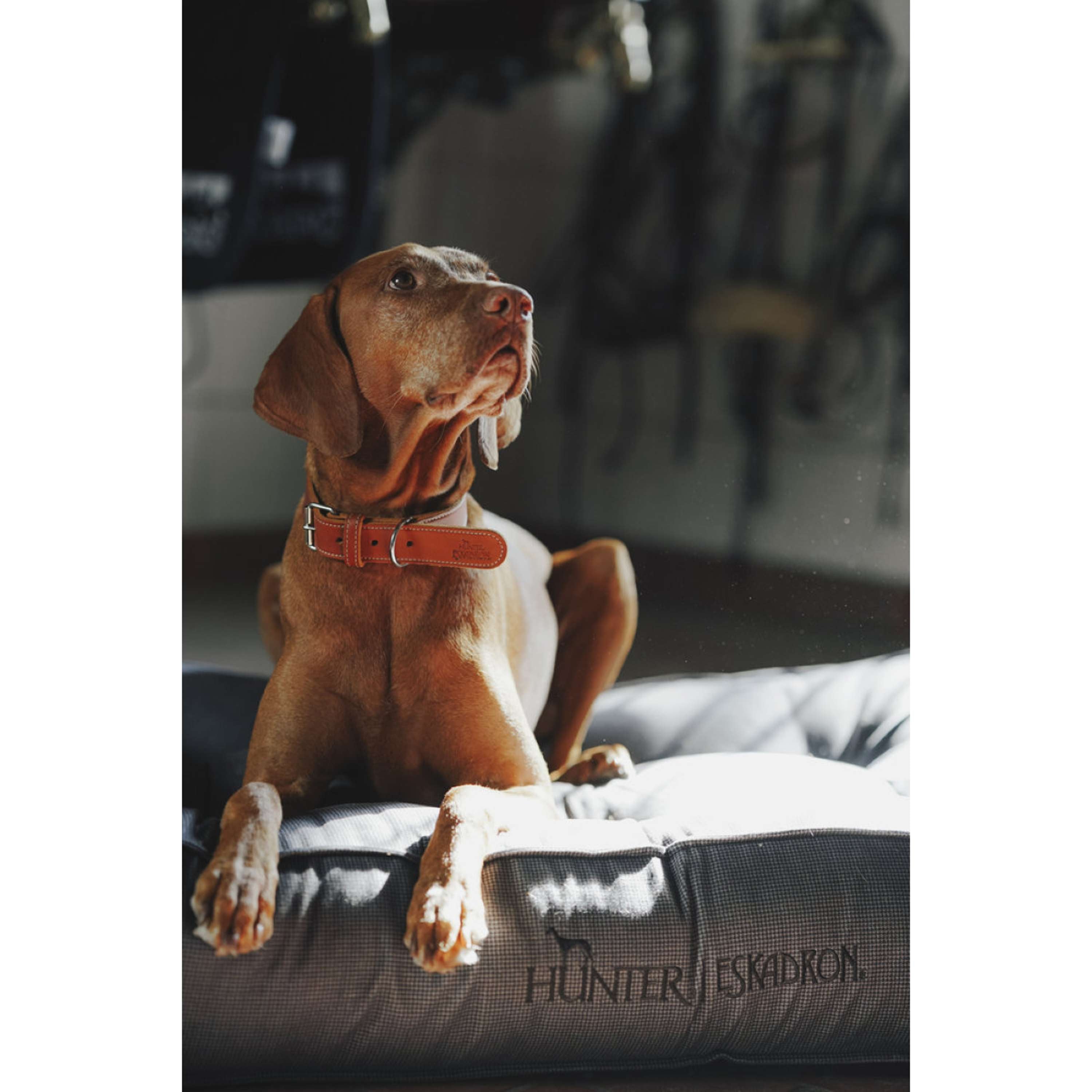 Hunter x Eskadron Cama para Perro Chester Antracita a cuadros