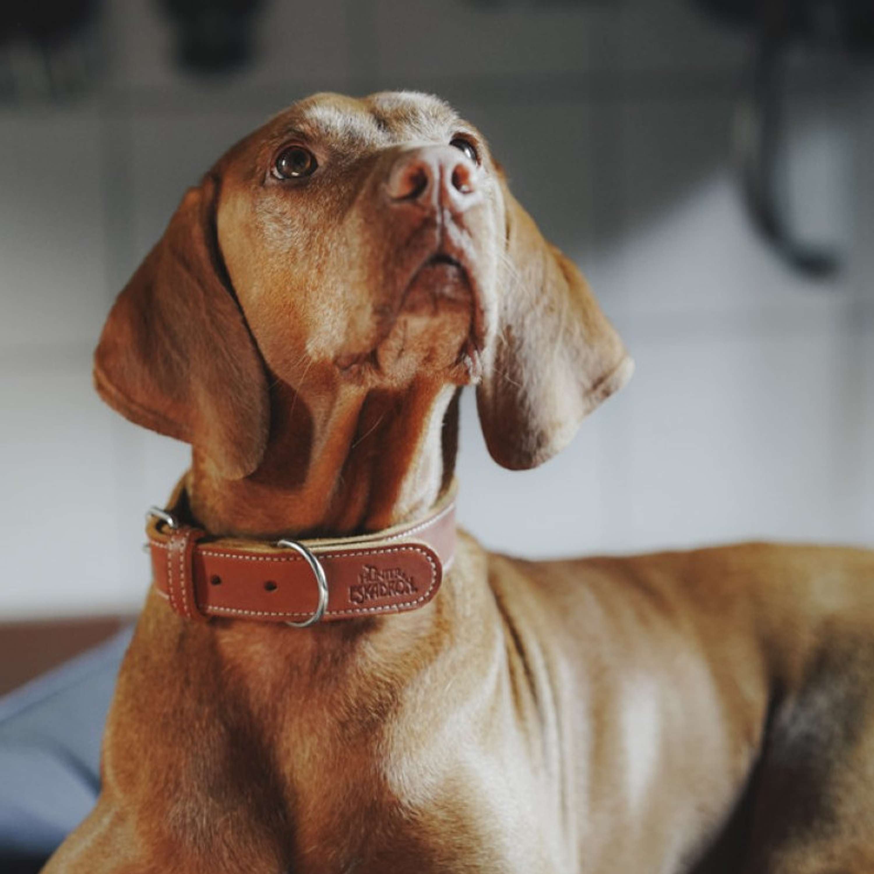 Hunter x Eskadron Collar para Perro Craft Cognac