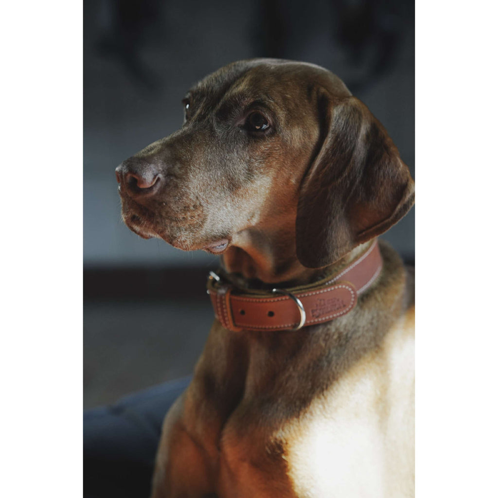 Hunter x Eskadron Collar para Perro Craft Cognac