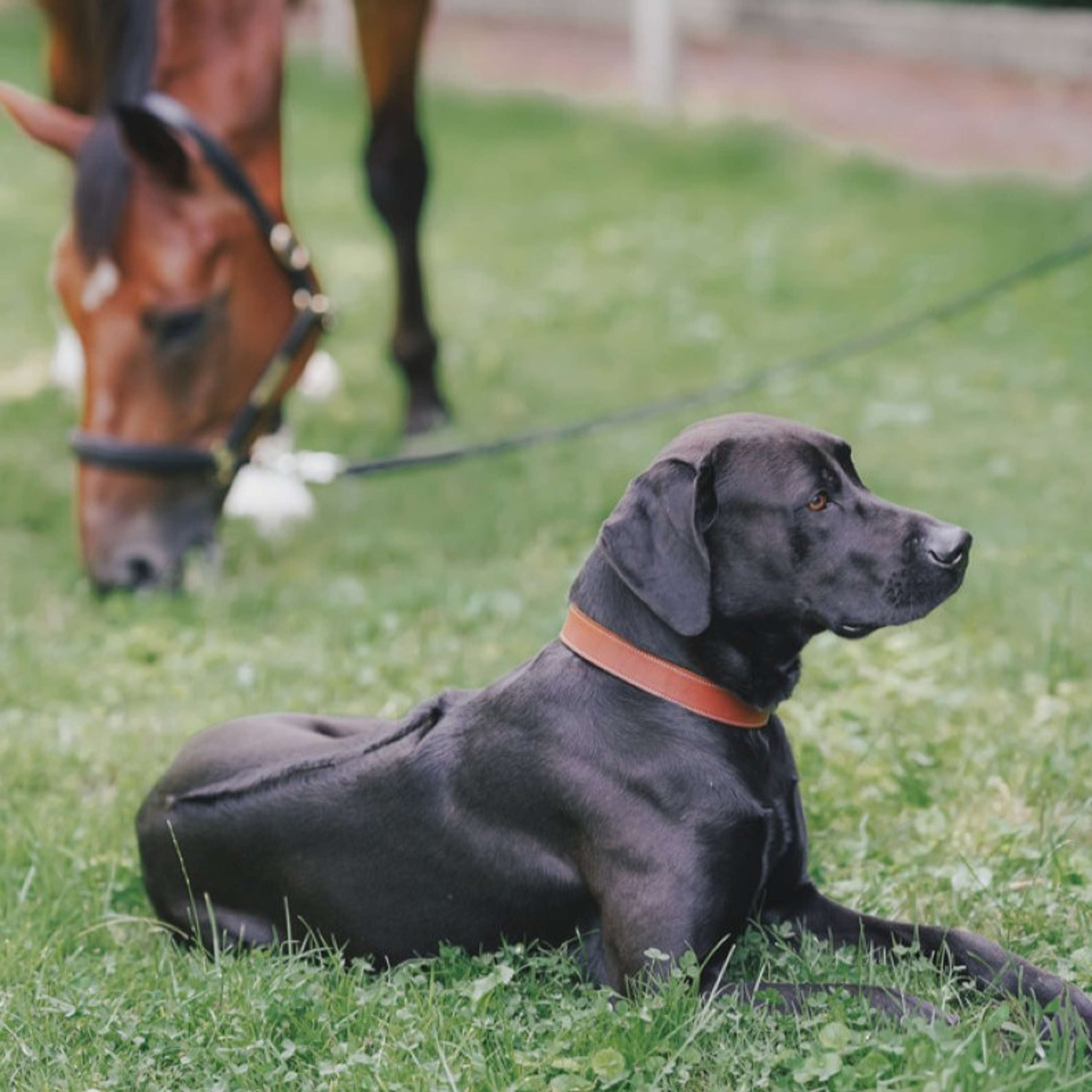 Hunter x Eskadron Collar para Perro Craft Cognac