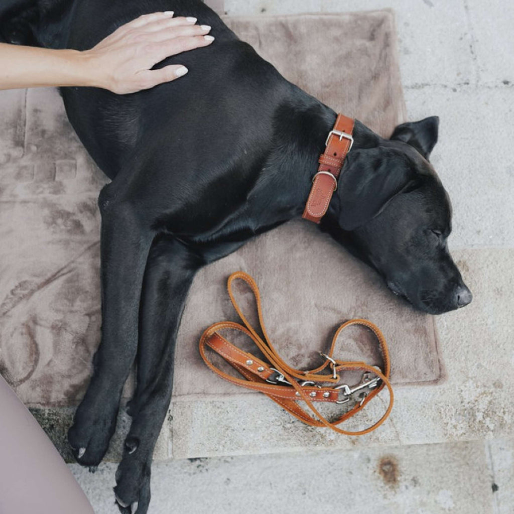Hunter x Eskadron Correa para Perro Craft Adjust Cognac