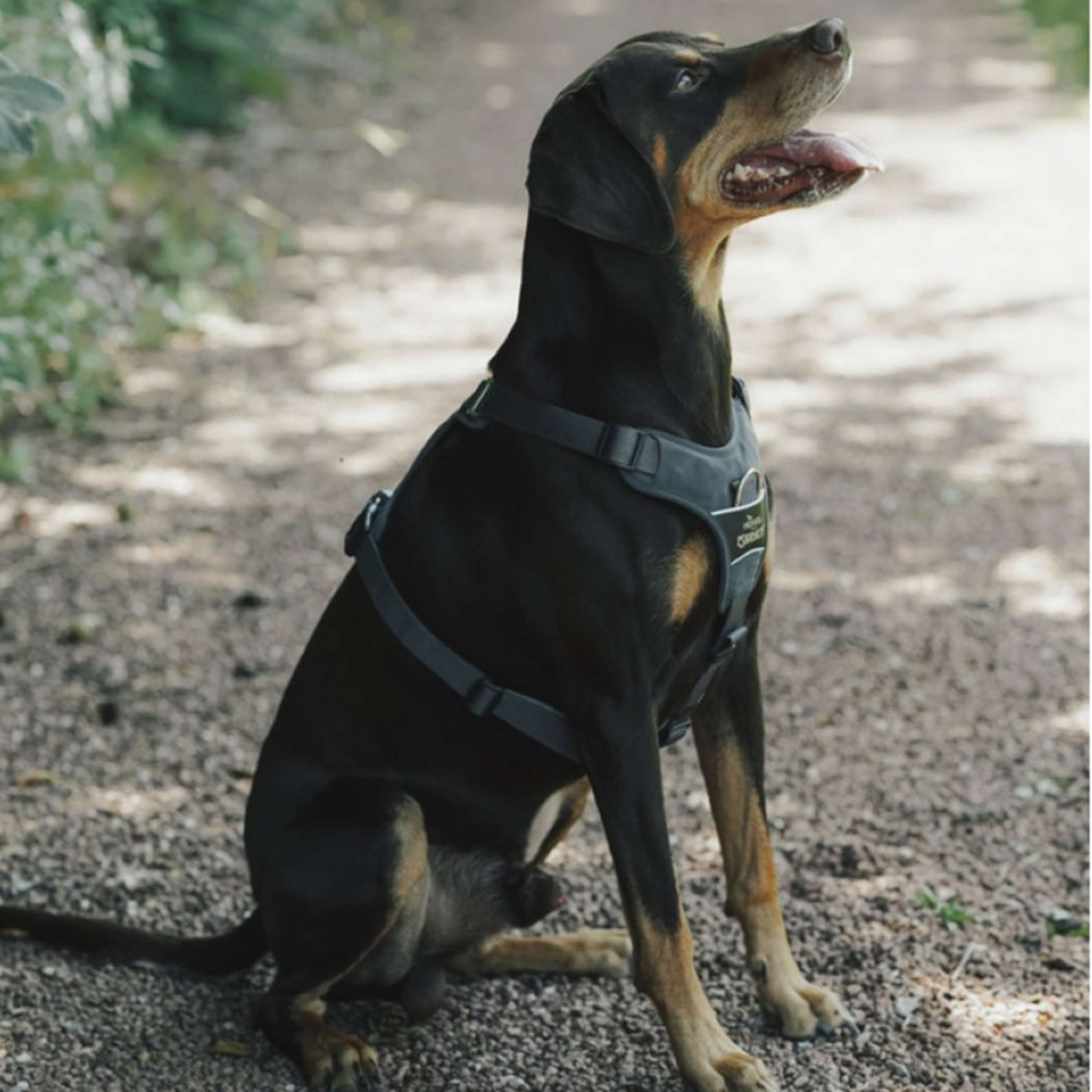 Hunter x Eskadron Arnés para Perro Motion Reflect Antracita
