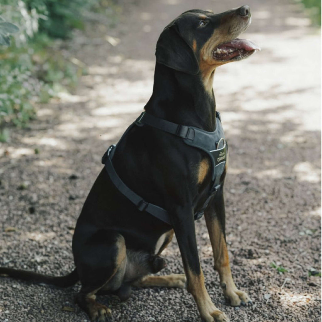 Hunter x Eskadron Arnés para Perro Motion Reflect Antracita