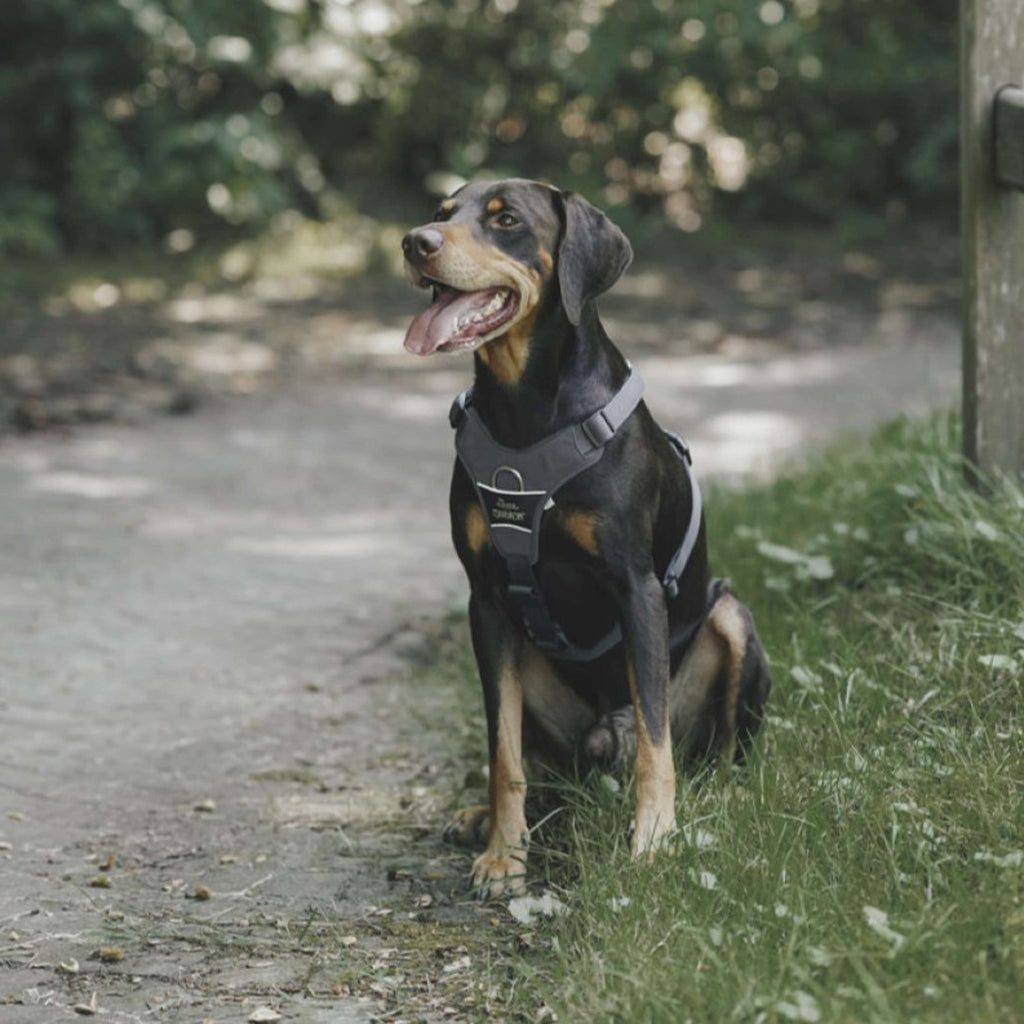 Hunter x Eskadron Arnés para Perro Motion Reflect Antracita