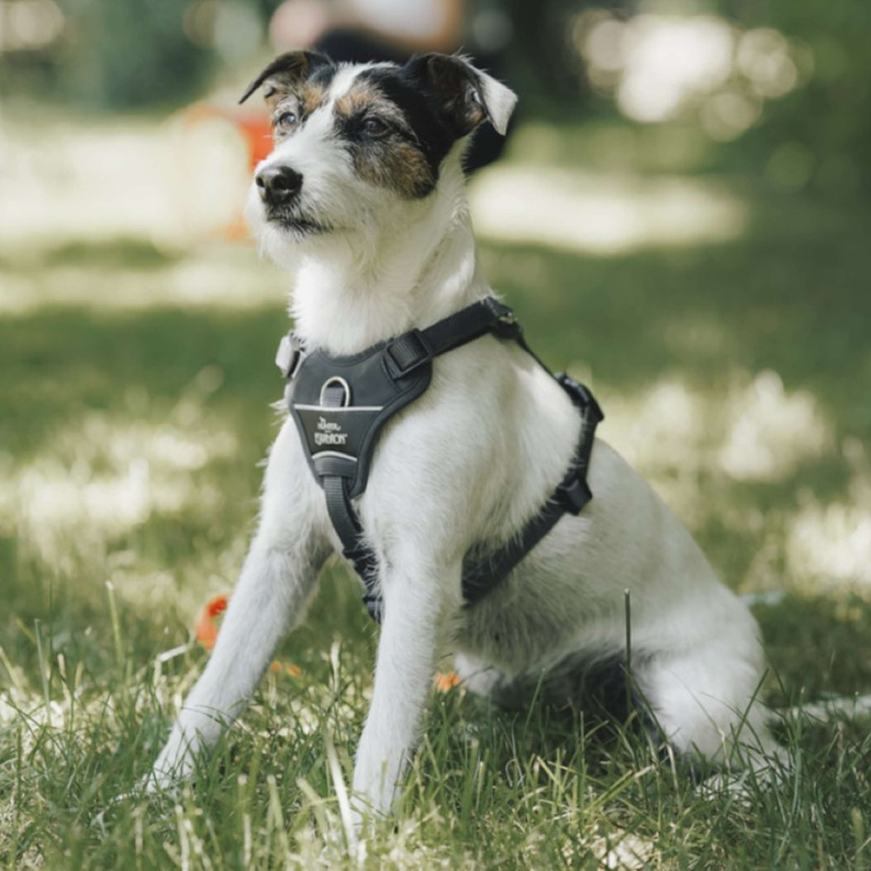 Hunter x Eskadron Arnés para Perro Motion Reflect Antracita