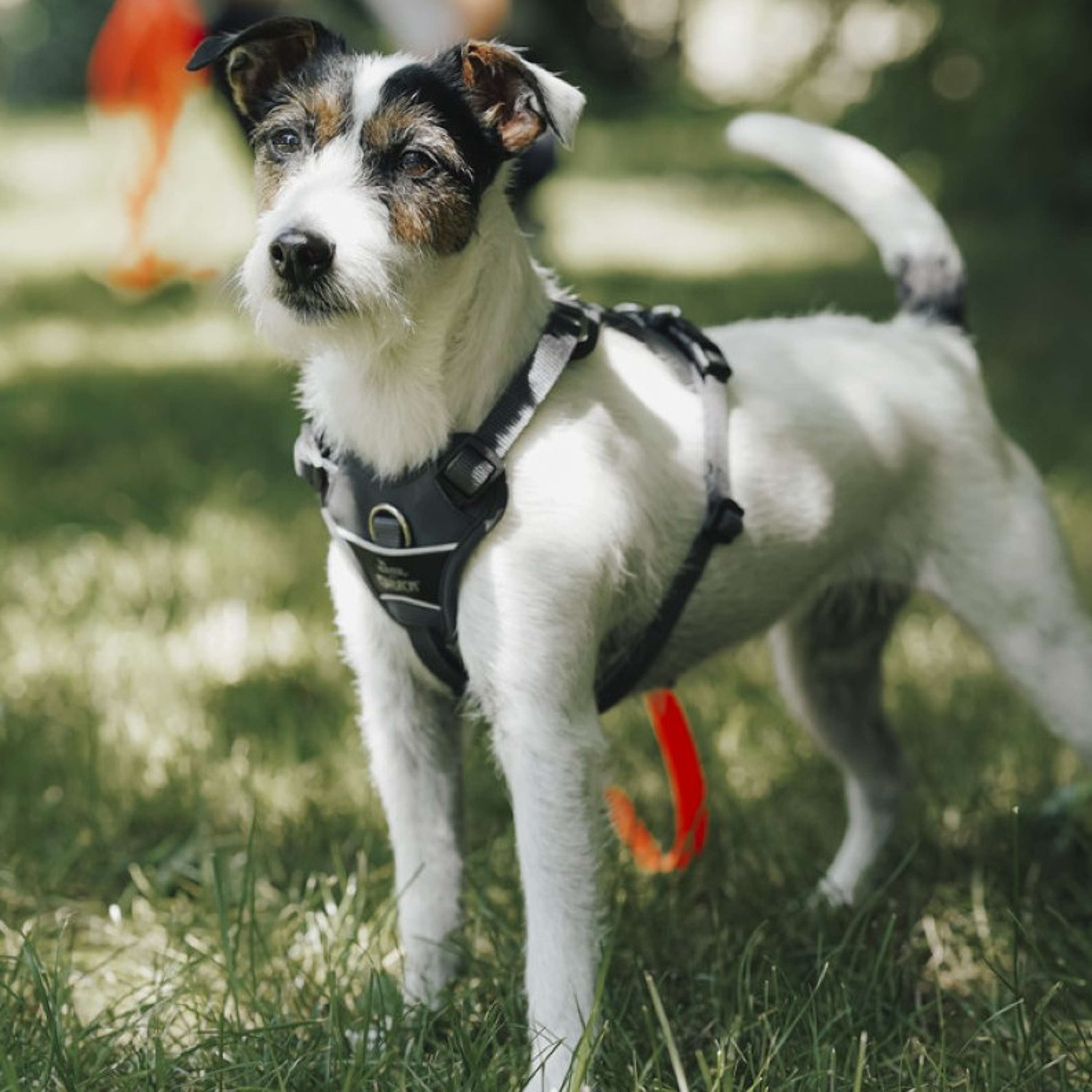 Hunter x Eskadron Arnés para Perro Motion Reflect Antracita