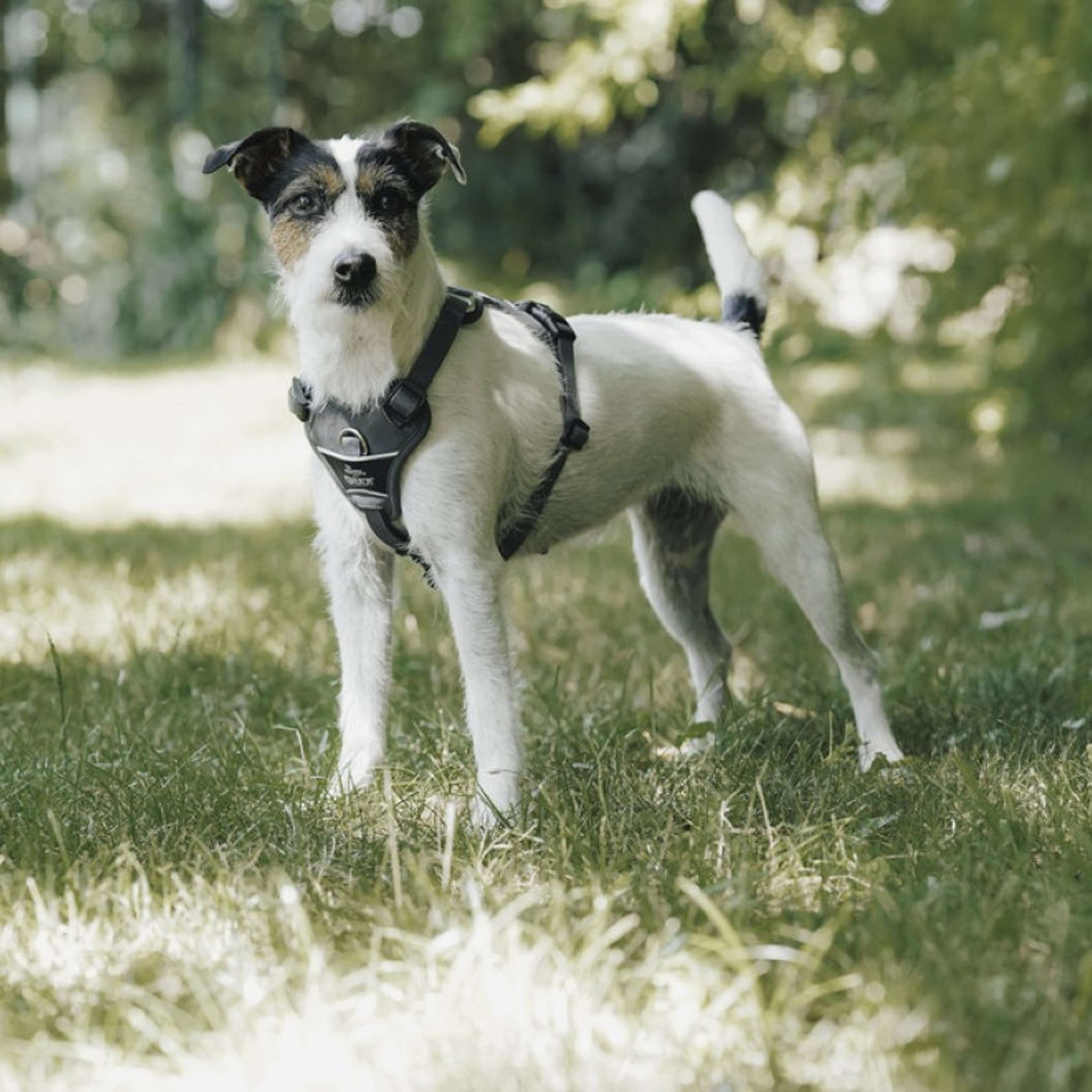 Hunter x Eskadron Arnés para Perro Motion Reflect Antracita