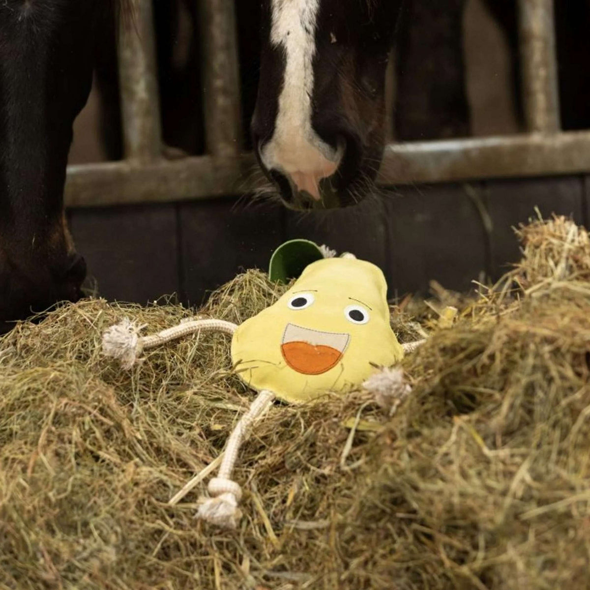 Excellent Horse Foodie Friends Pera