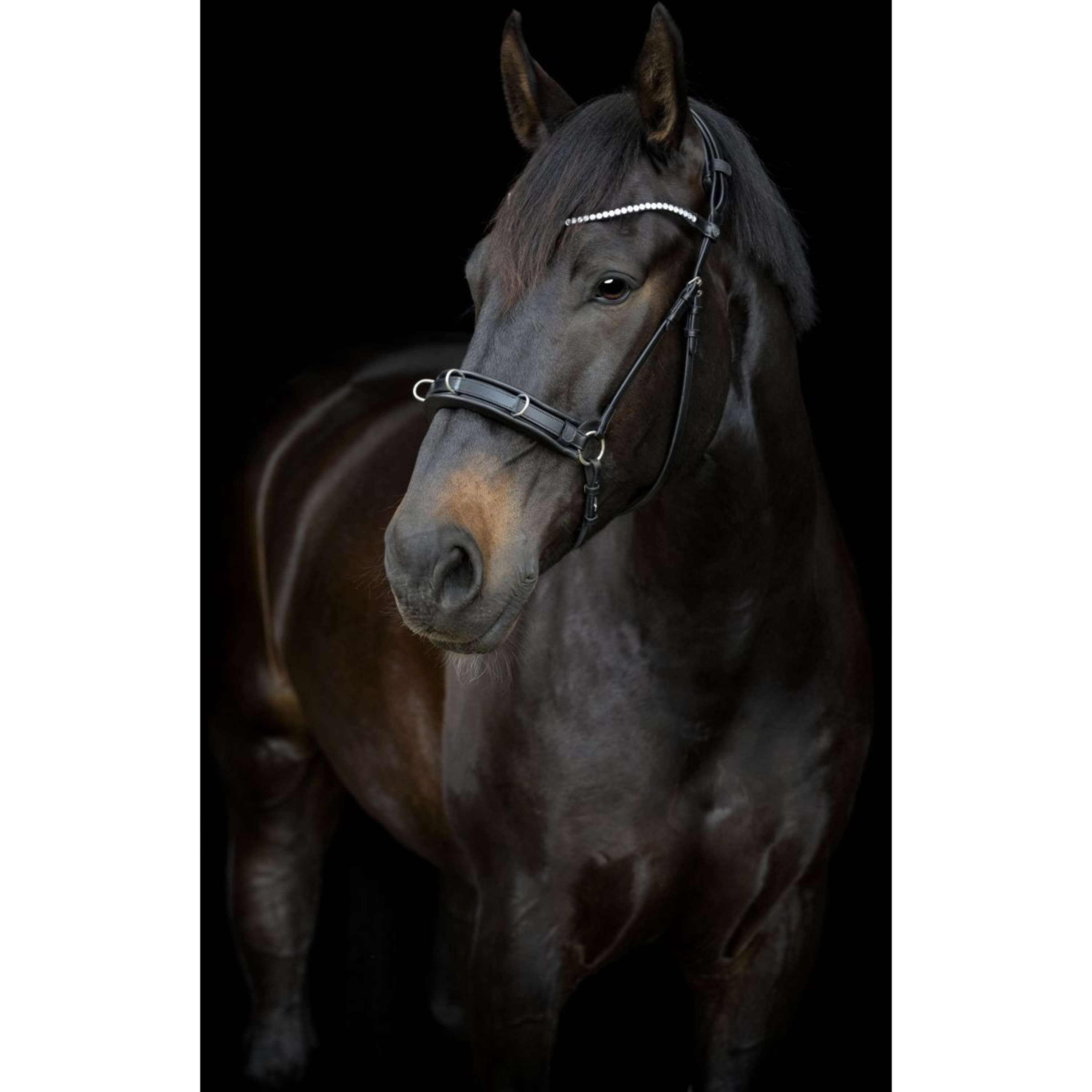 Catago Correa de Barbilla Gentle Negro