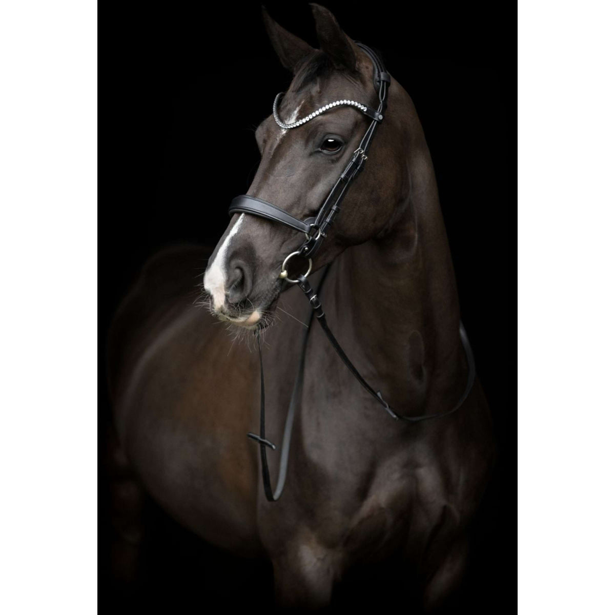 Catago Cabezada Gentle Negro