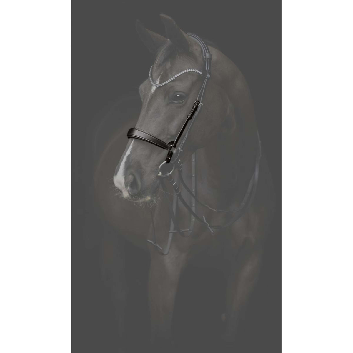 Catago Cabezada Gentle Negro