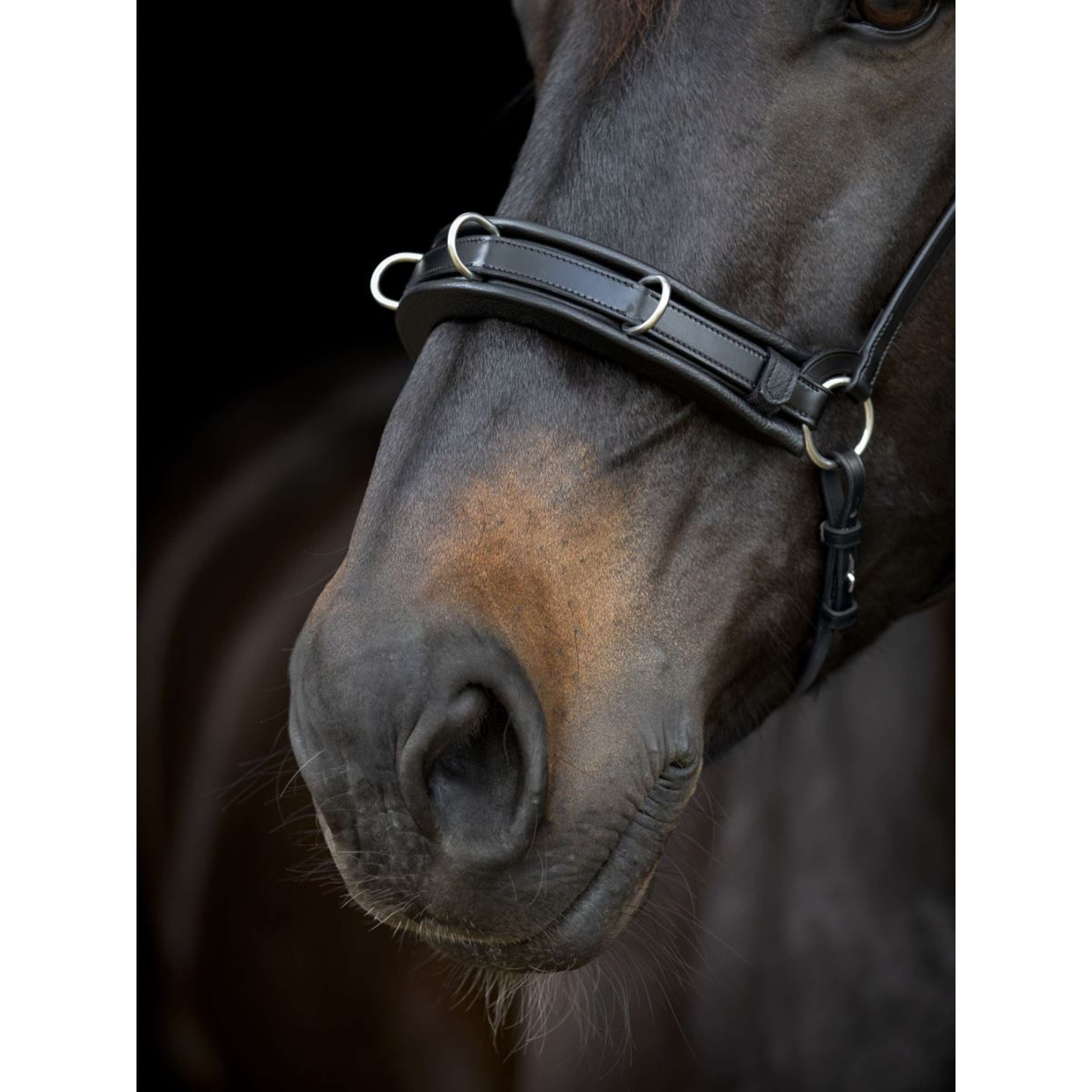 Catago Correa de Barbilla Gentle Negro