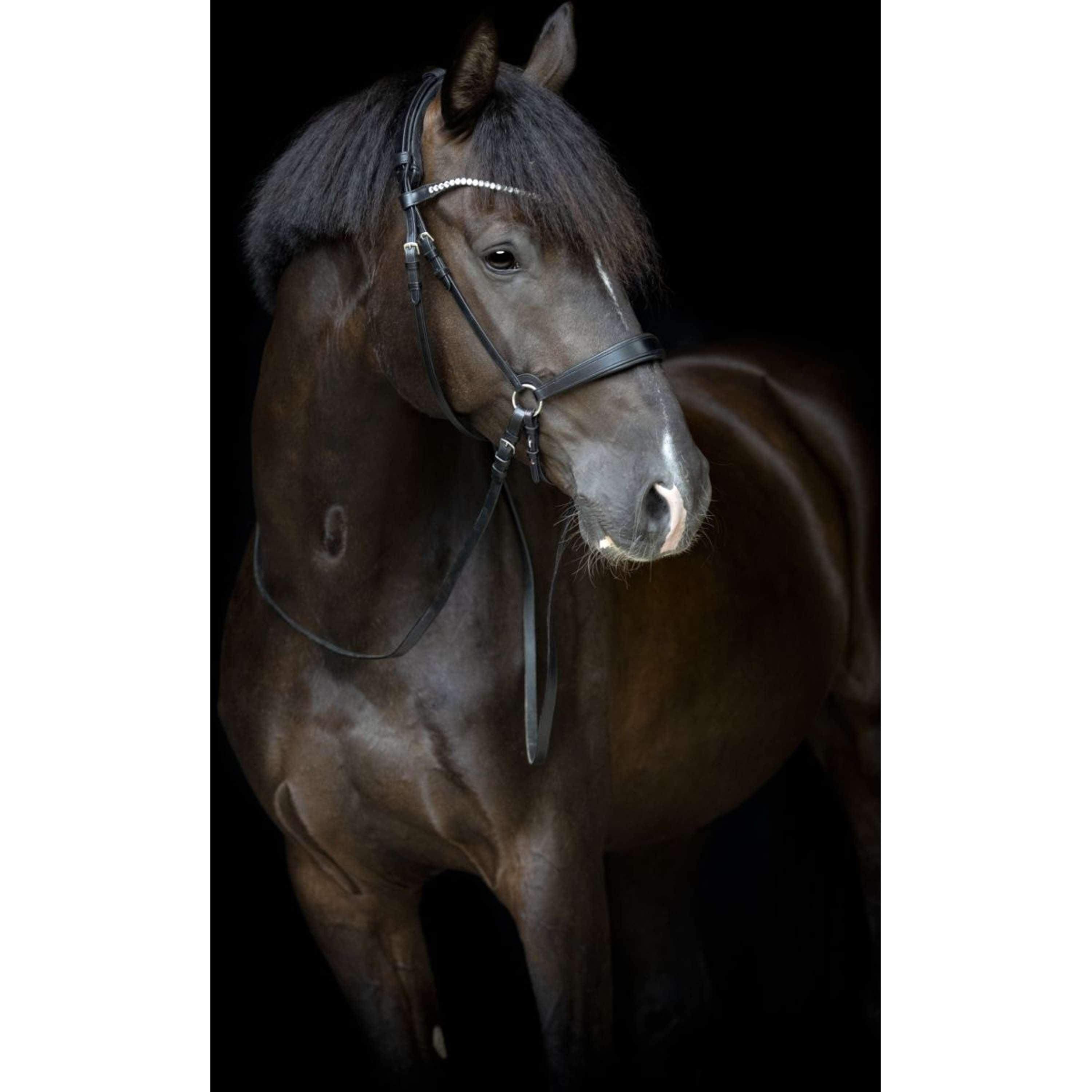 Catago Correa de Barbilla Gentle Negro