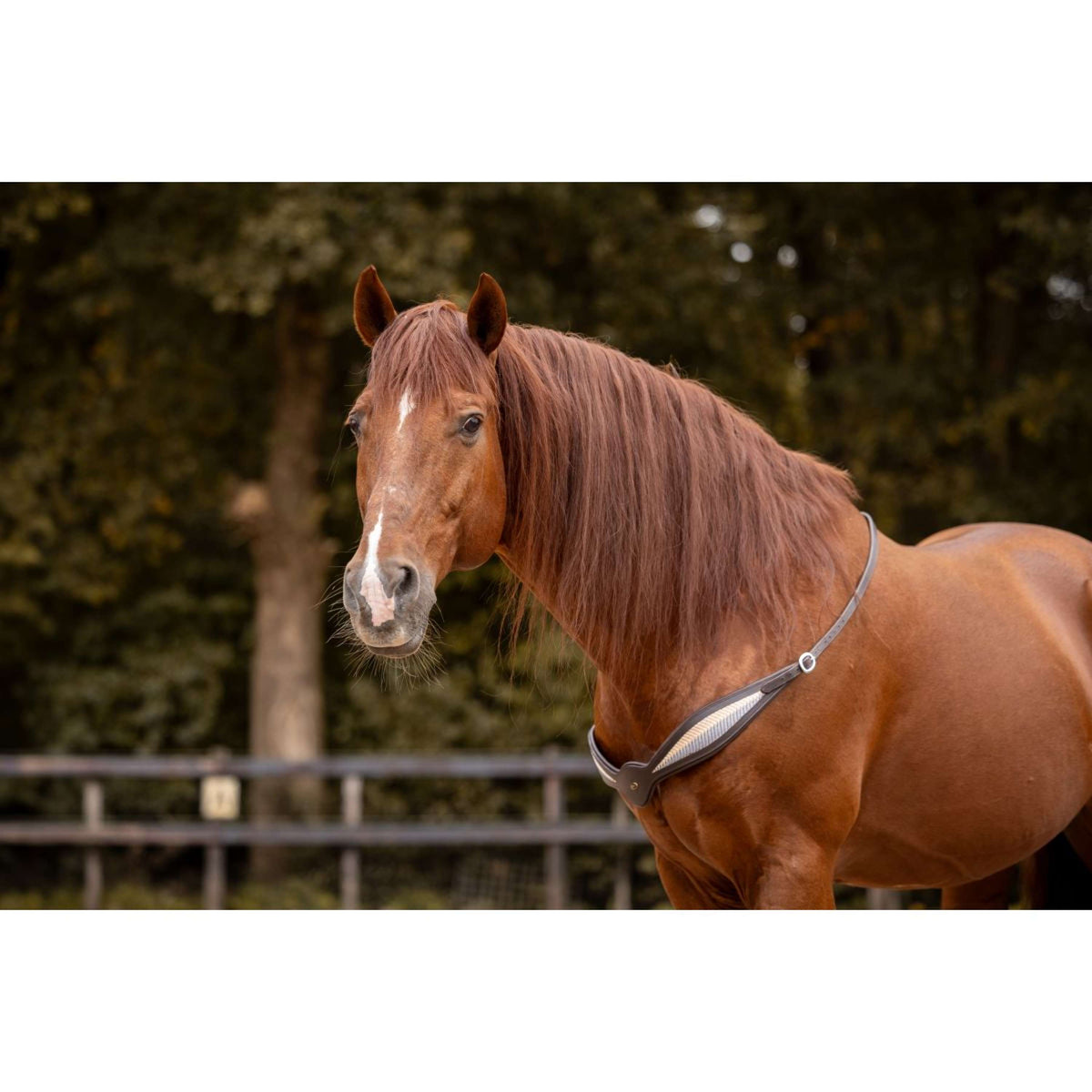 F.R.A. Rienda de Equilibrio Whisper Marron