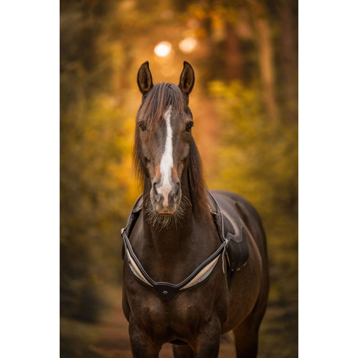 F.R.A. Rienda de Equilibrio Whisper Negro