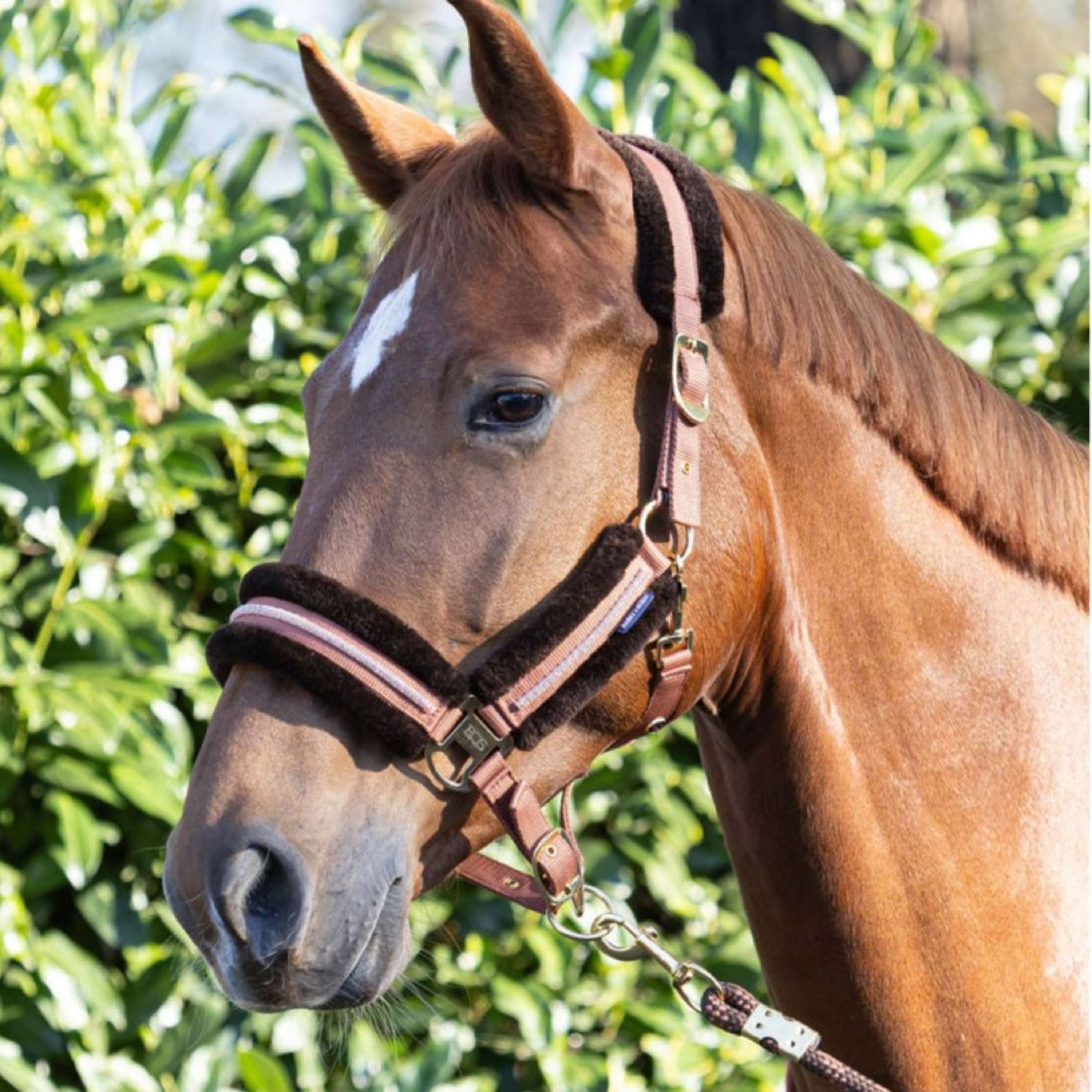 Harry's Horse Juego de Cabestro Soft Mocha-Bisque