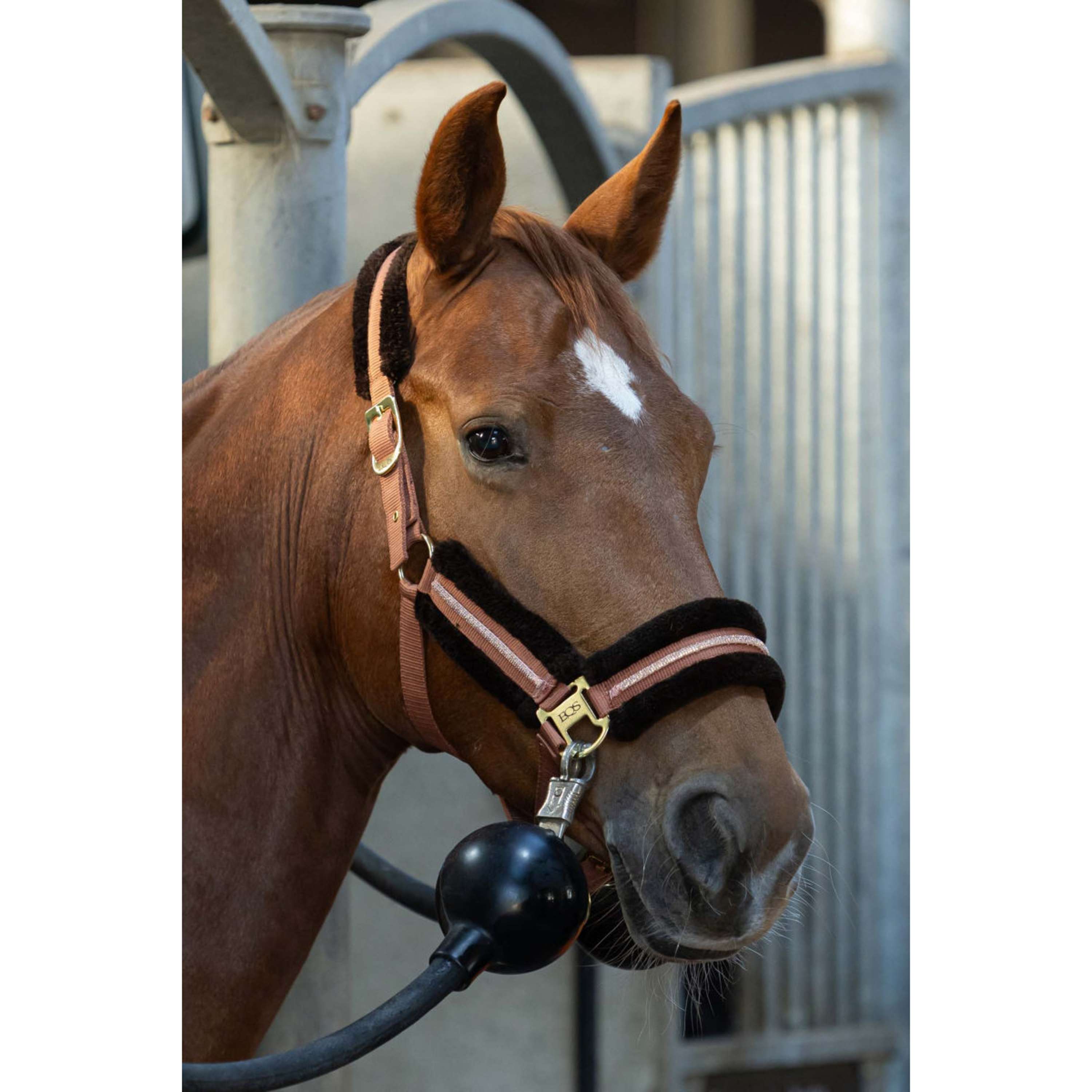 Harry's Horse Juego de Cabestro Soft Mocha-Bisque