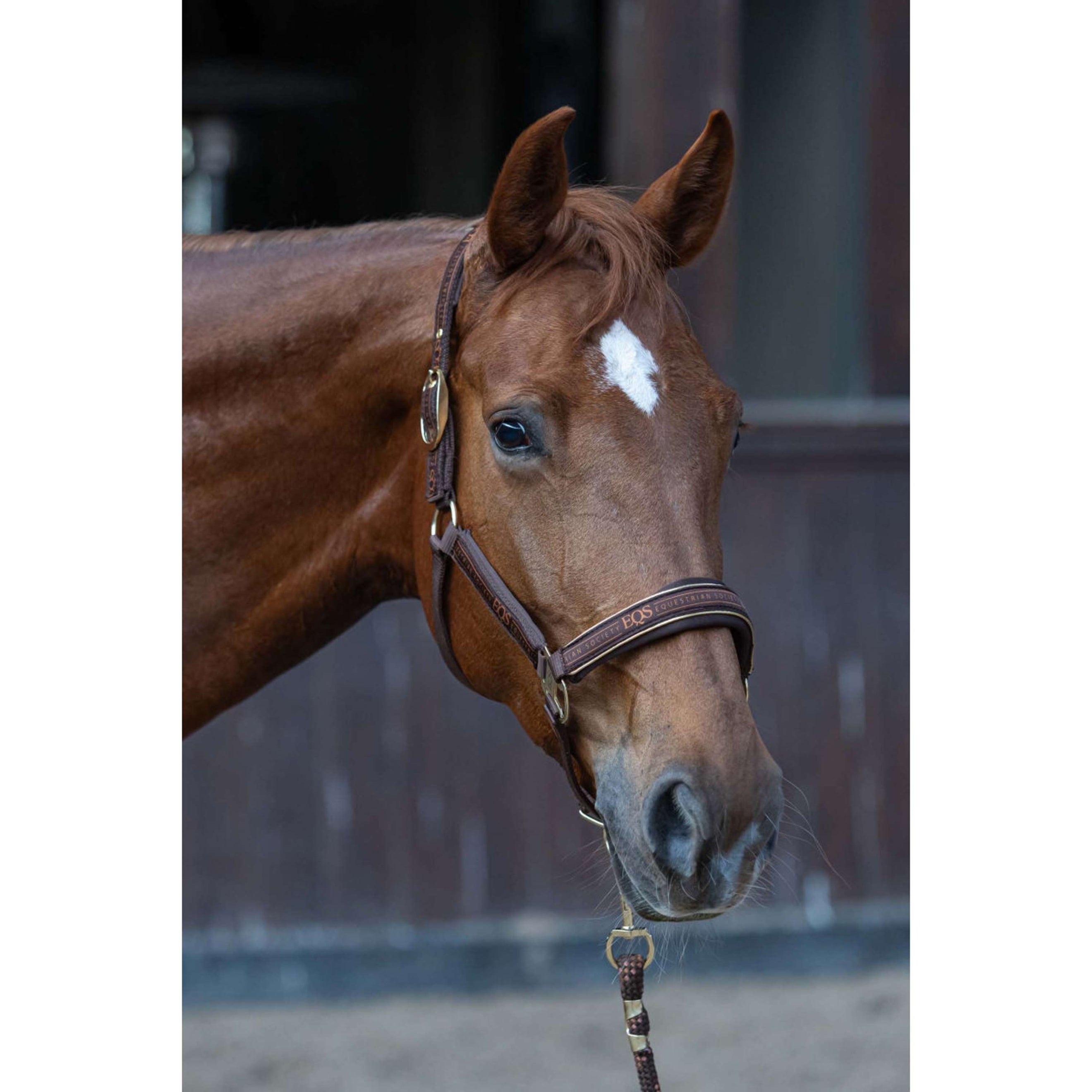 Harry's Horse Juego de Cabestro EQS Bracken Harry's Horse Juego de Cabestro EQS Bracken