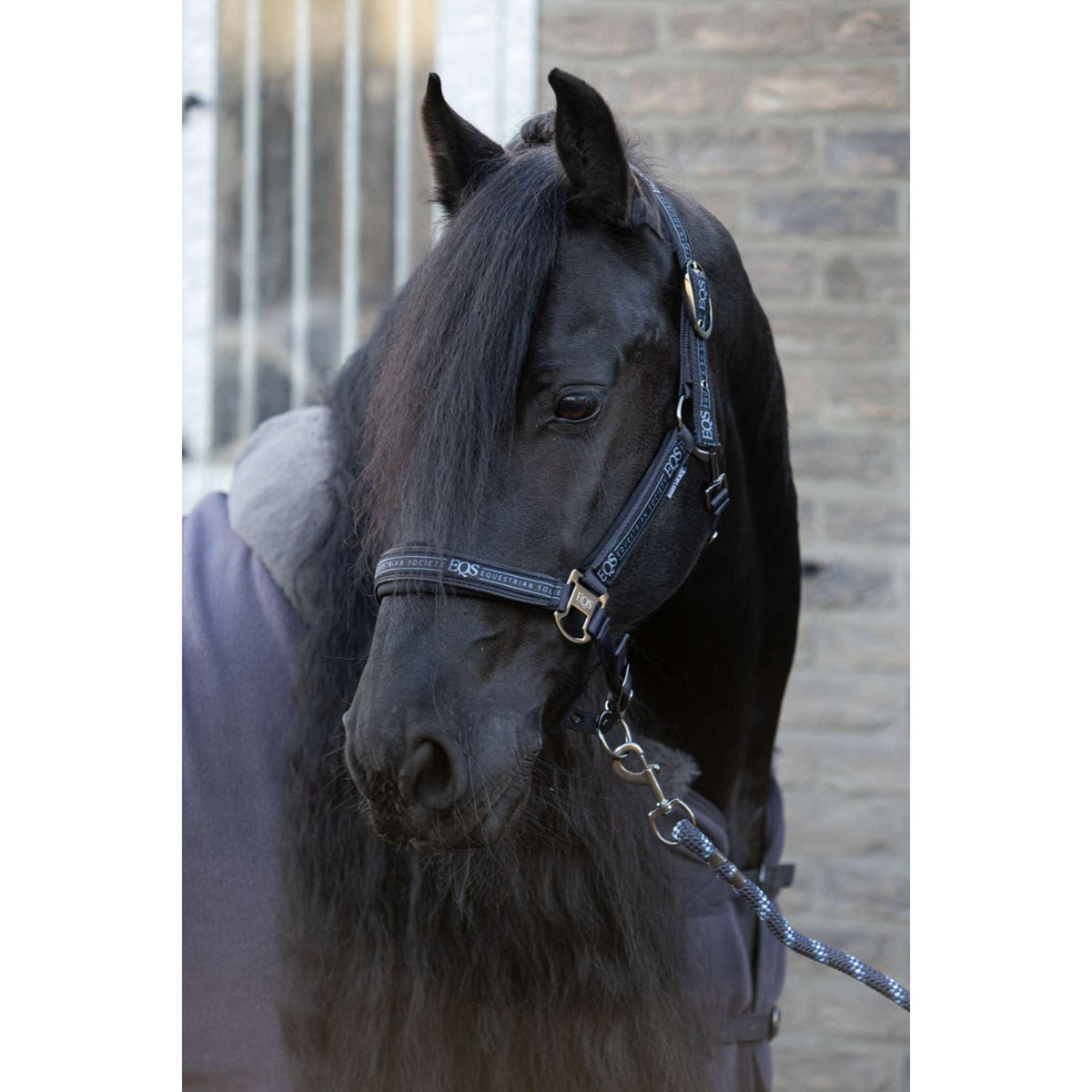 Harry's Horse Juego de Cabestro EQS Black-Sand
