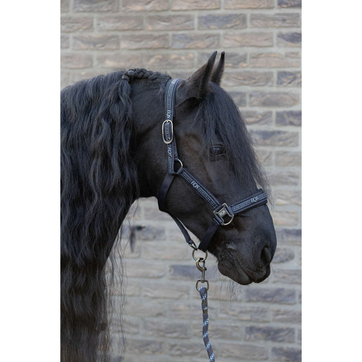 Harry's Horse Juego de Cabestro EQS Black-Sand