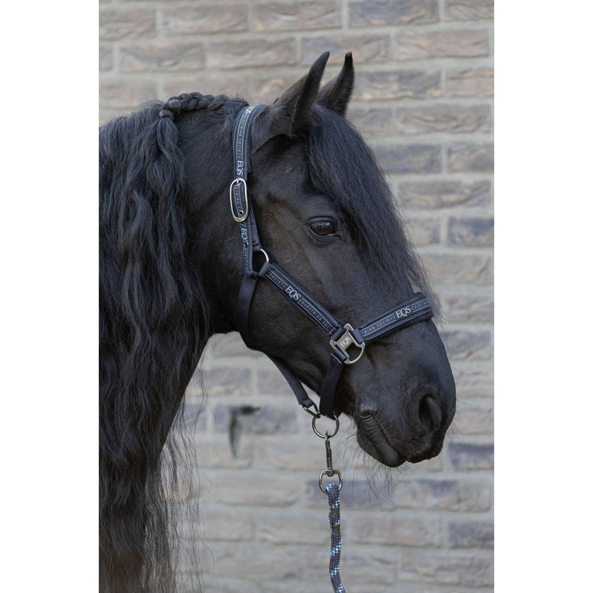 Harry's Horse Juego de Cabestro EQS Black-Sand