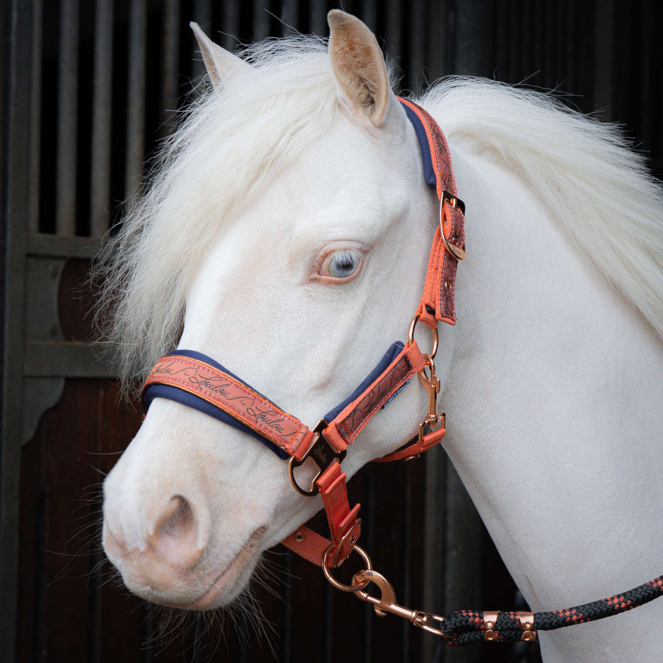 Harry's Horse Juego de Cabestro LouLou Crabapple Harry's Horse Juego de Cabestro LouLou Crabapple