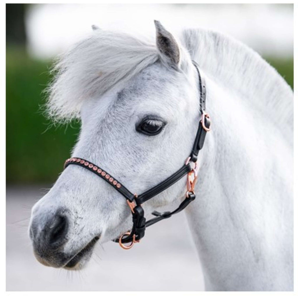Harry's Horse Cabestro Crystal Negro/Oro Rosa