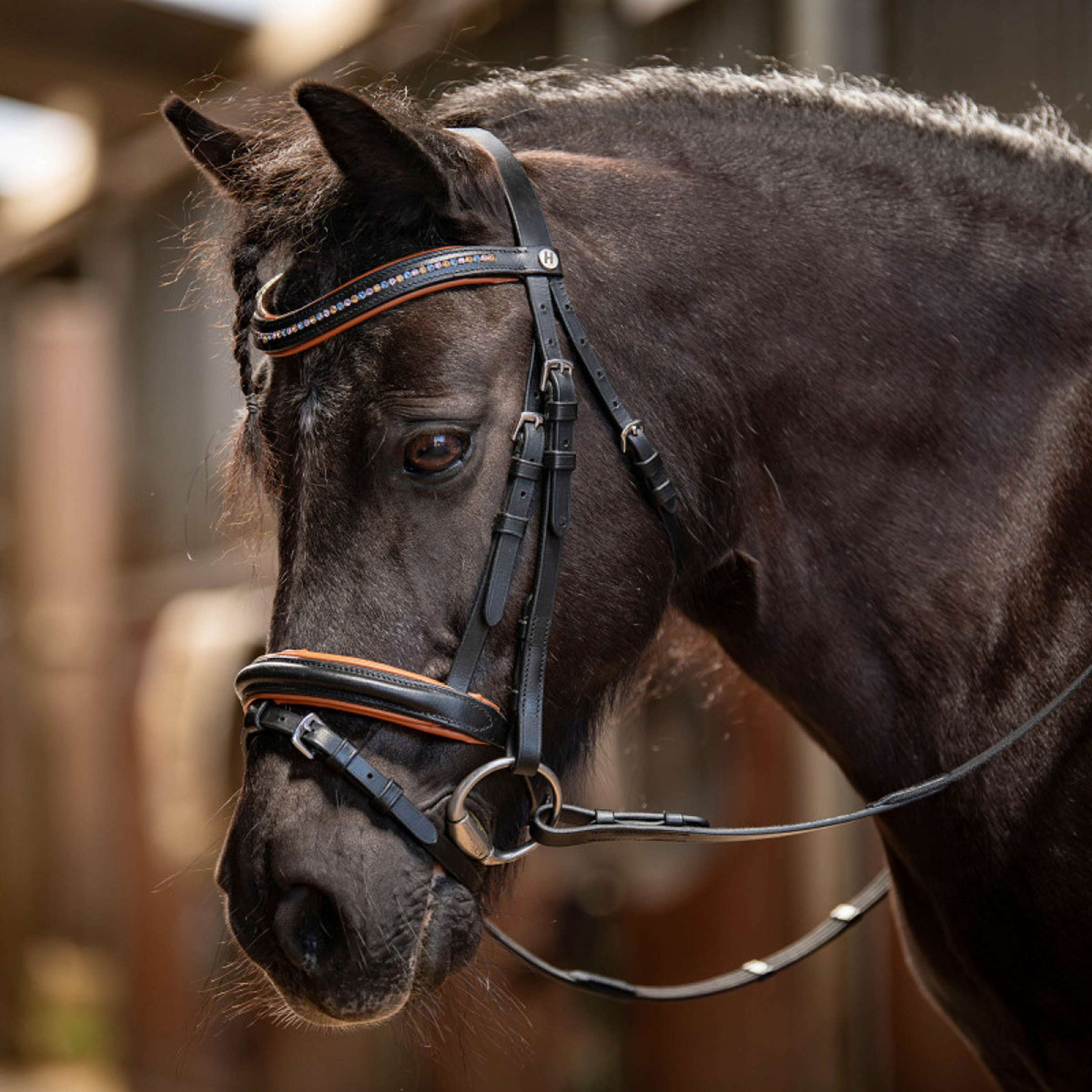 Harry's Horse Brida STOUT! Maverick Negro