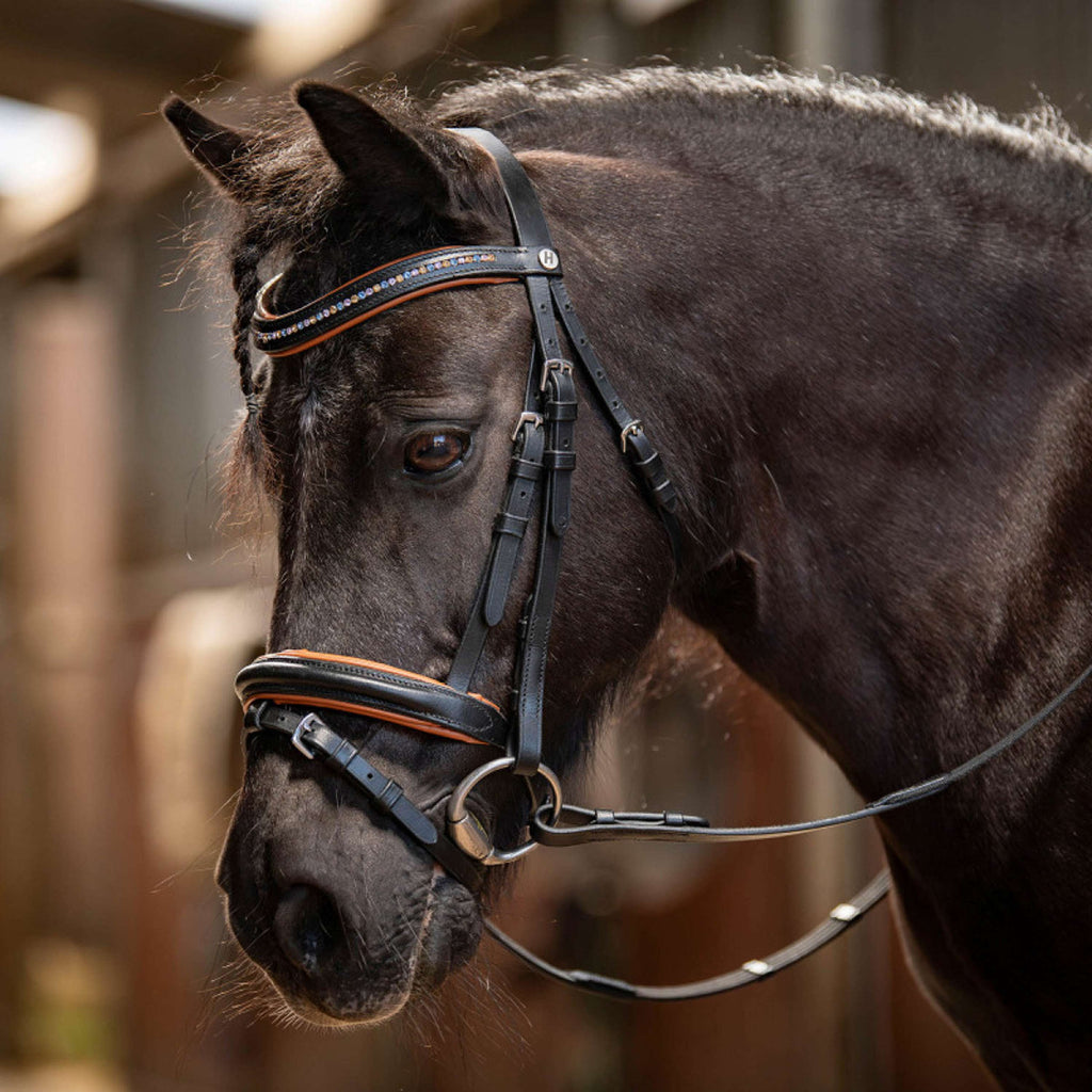 Harry's Horse Brida STOUT! Maverick Negro
