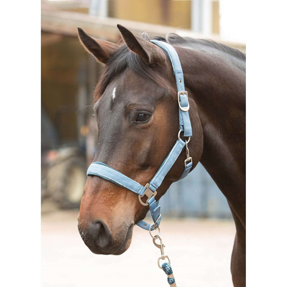 Harry's Horse Juego de Cabestro Just Ride Retro Azul Acero