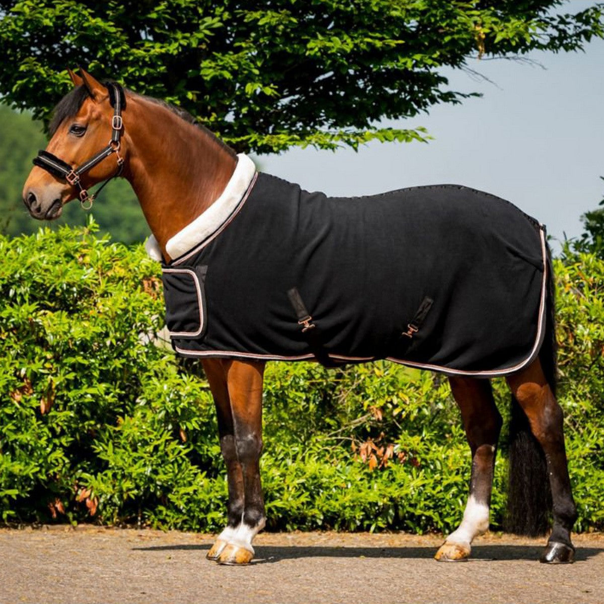 HB Manta de exhibición Dutch Crown Europe Rose Negro