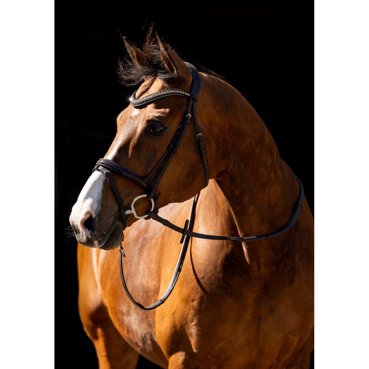 HB Brida Jump Marron