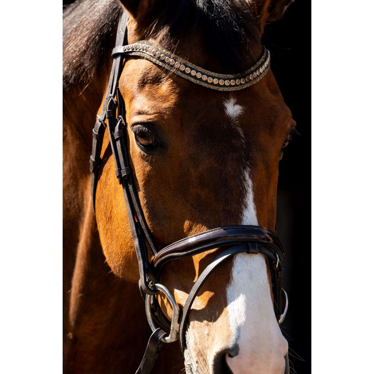 HB Brida Jump Marron