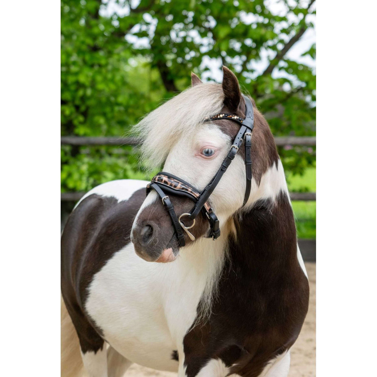 HB Ruitersport Brida Showtime Leopard Negro