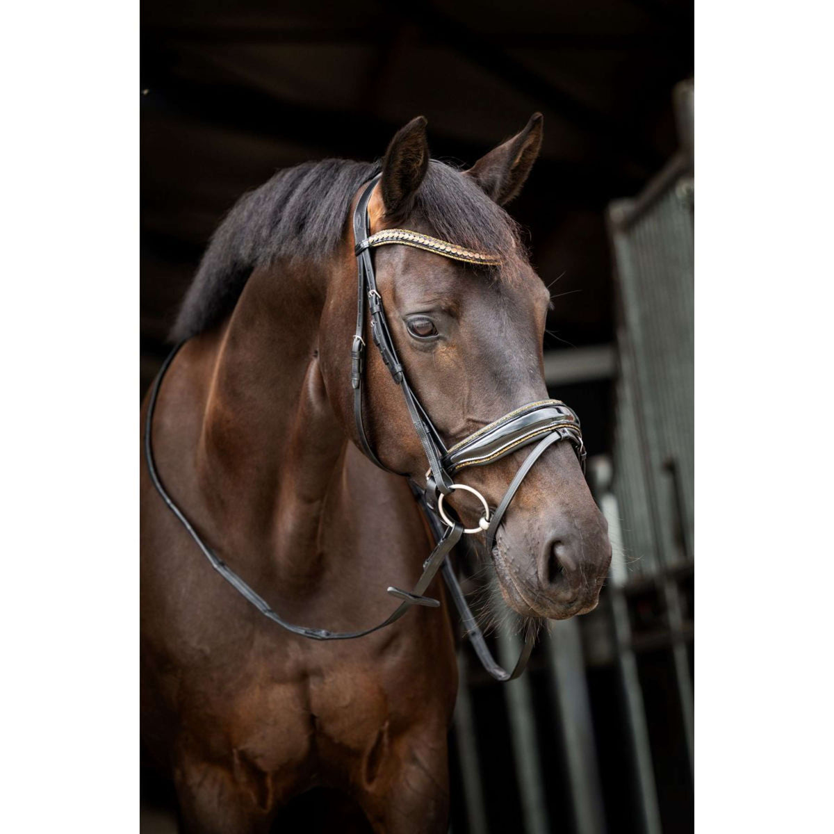 HB Ruitersport Brida Golden Dreams Negro/Oro Brillante