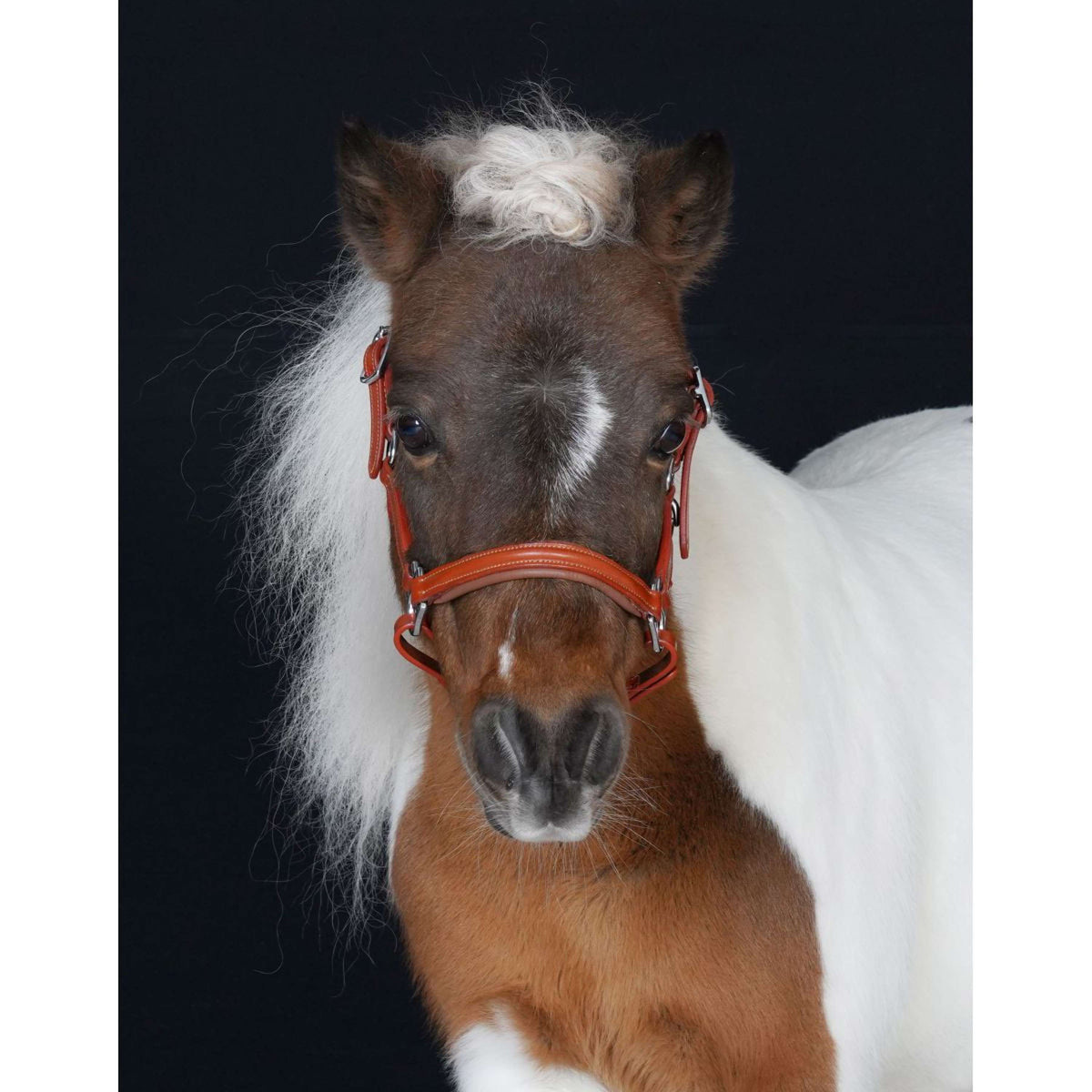 HB Cabezada Showtime Little Sizes Cognac/Cognac