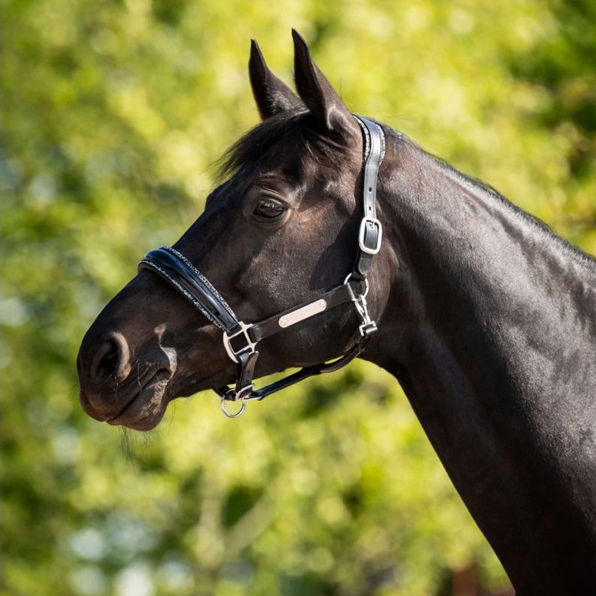 HB Ruitersport Cabestro Showtime Grand Slam Negro/Plata